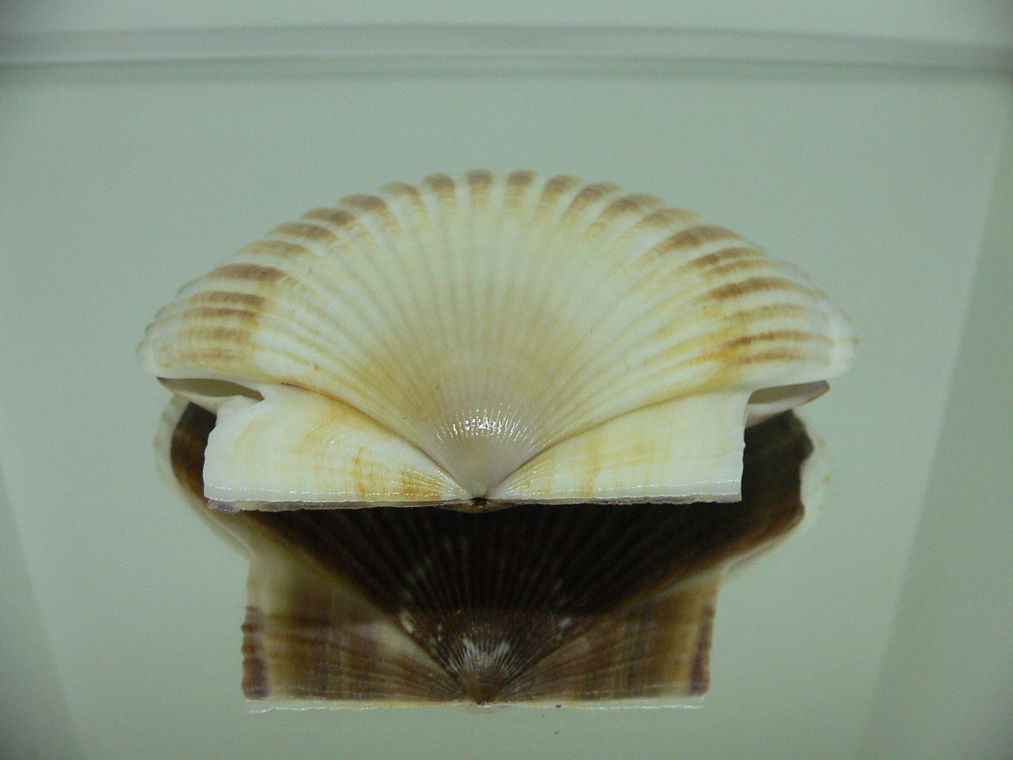 Patinopecten yessoensis COLOR