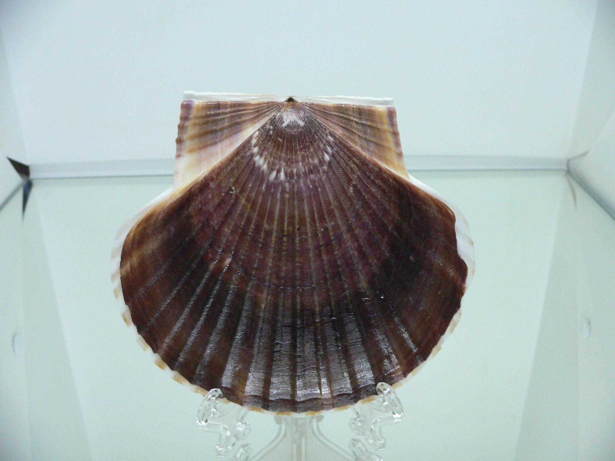 Patinopecten yessoensis COLOR