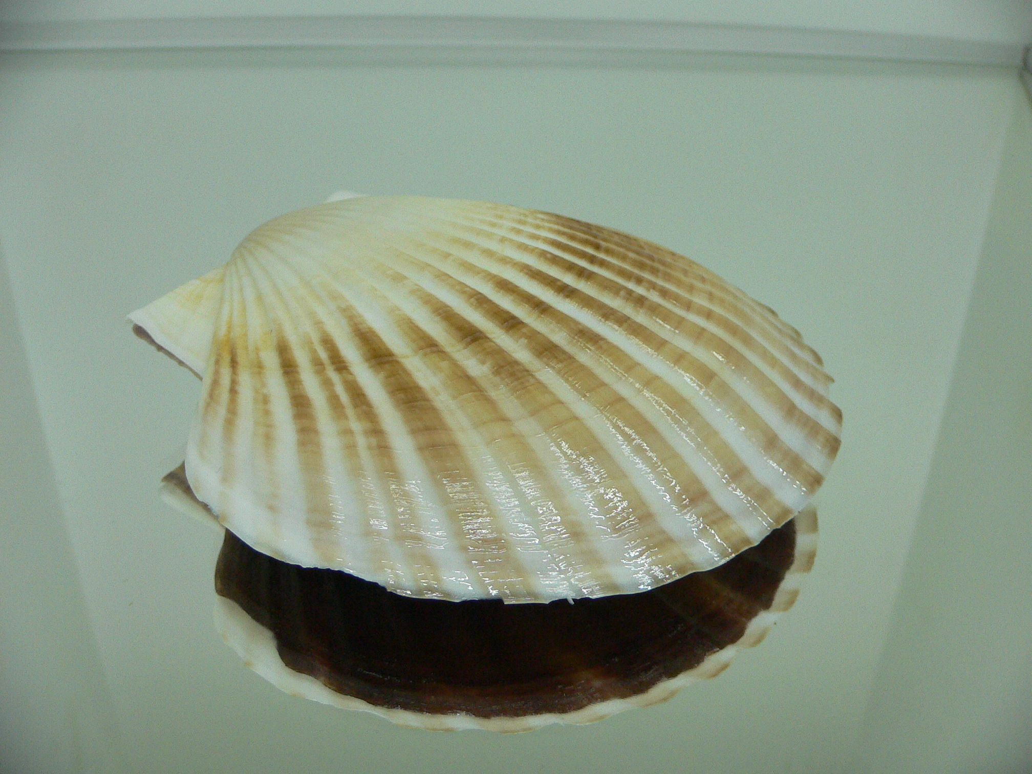 Patinopecten yessoensis COLOR