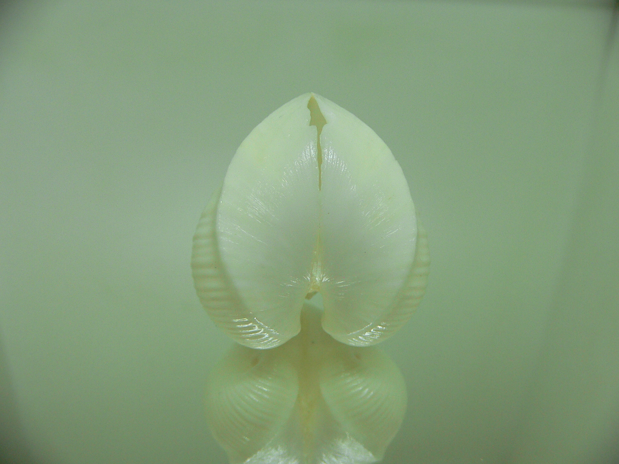 Meiocardia cumingi WIDE