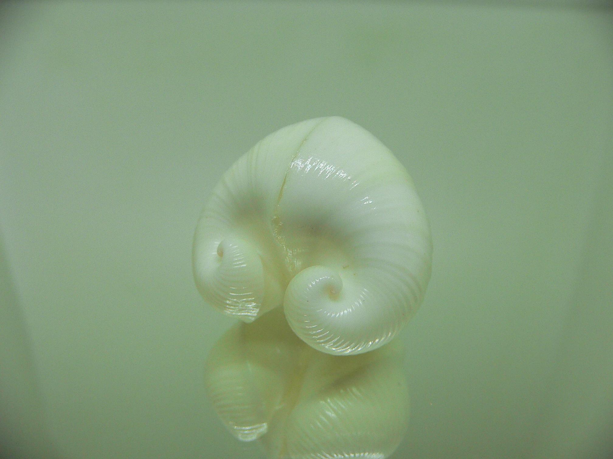 Meiocardia cumingi WIDE