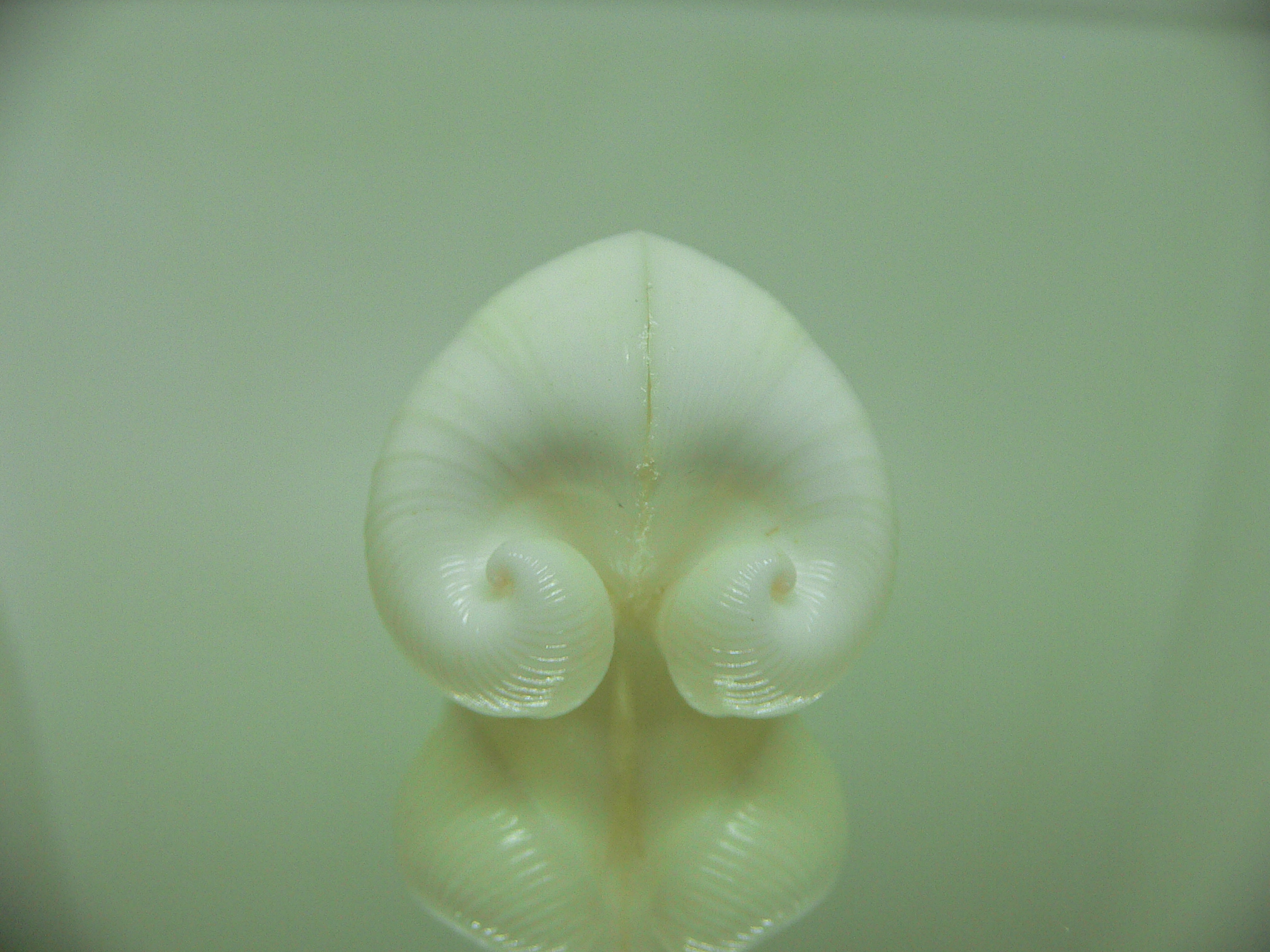 Meiocardia cumingi WIDE