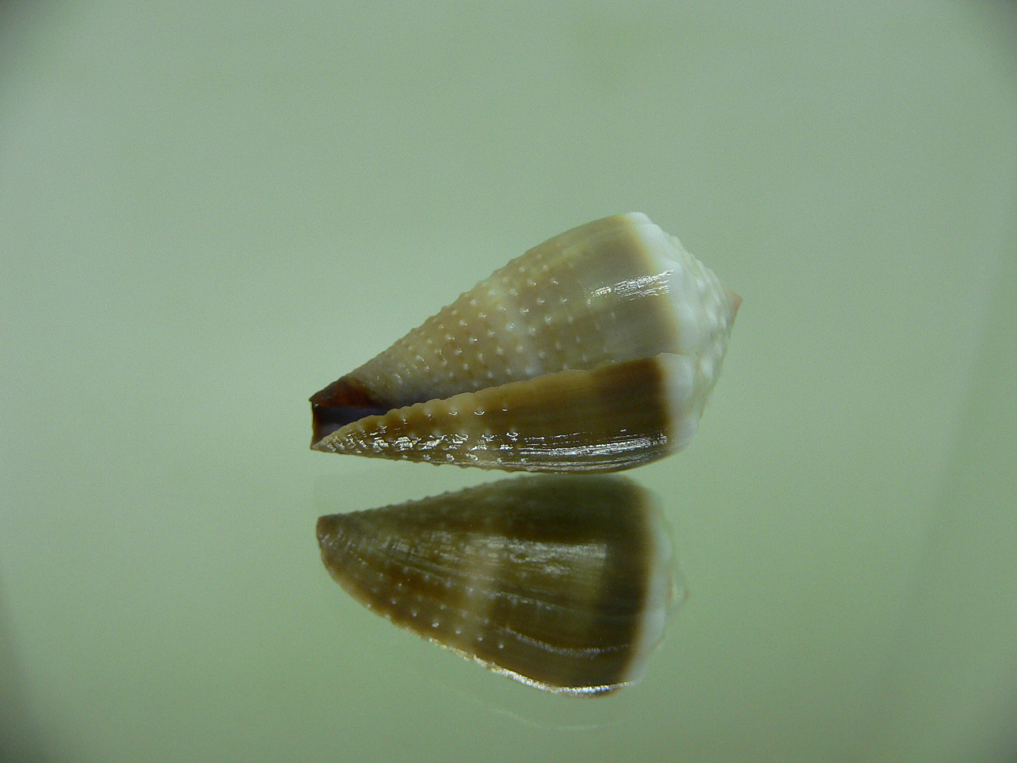 Conus lividus DARK & GRANULATED