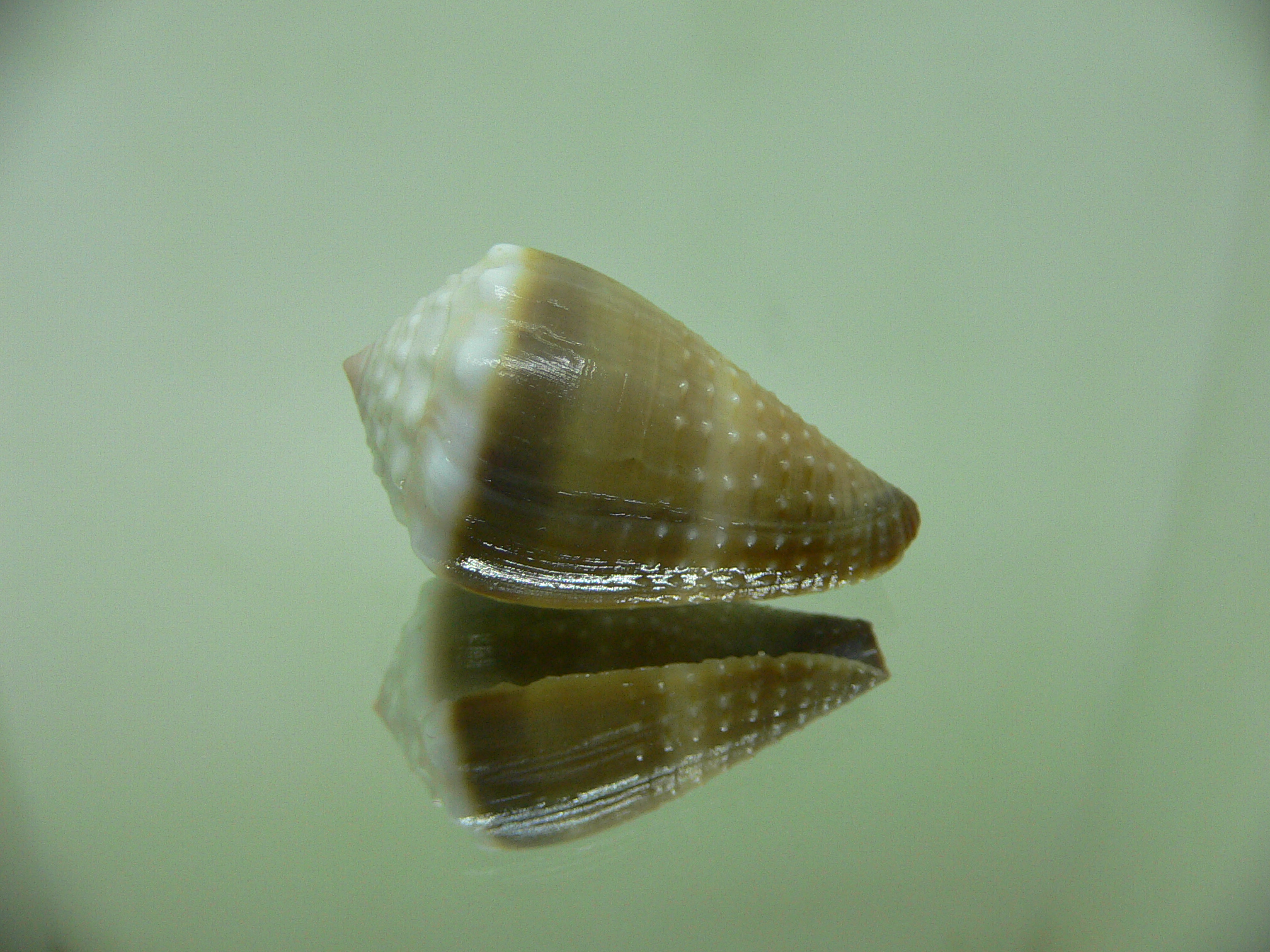 Conus lividus DARK & GRANULATED