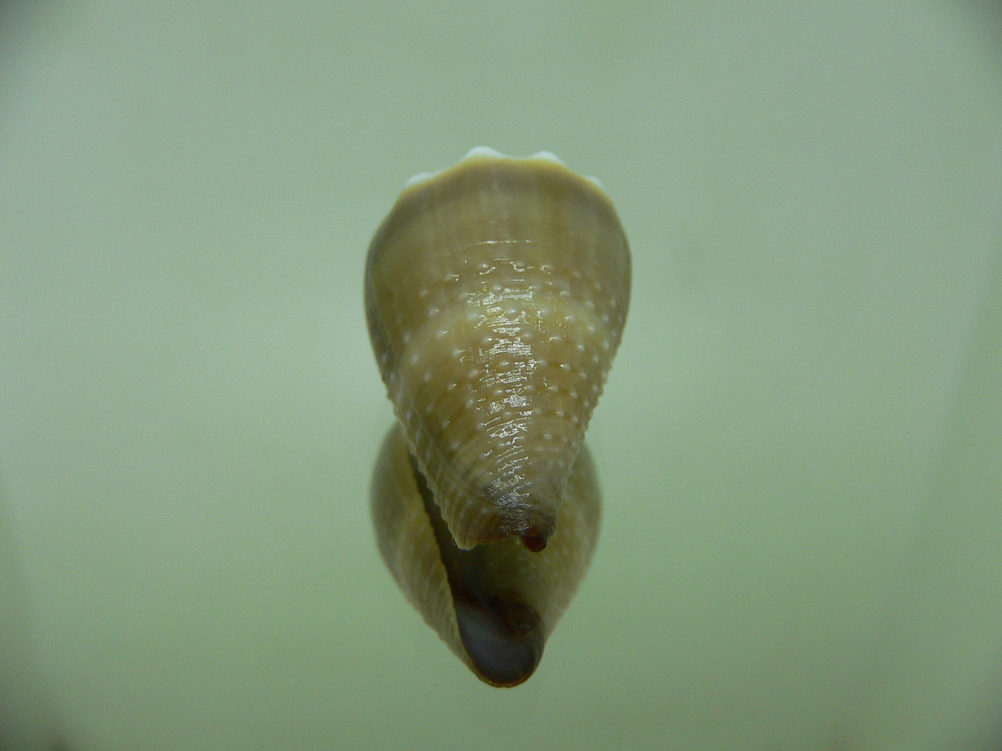 Conus lividus DARK & GRANULATED