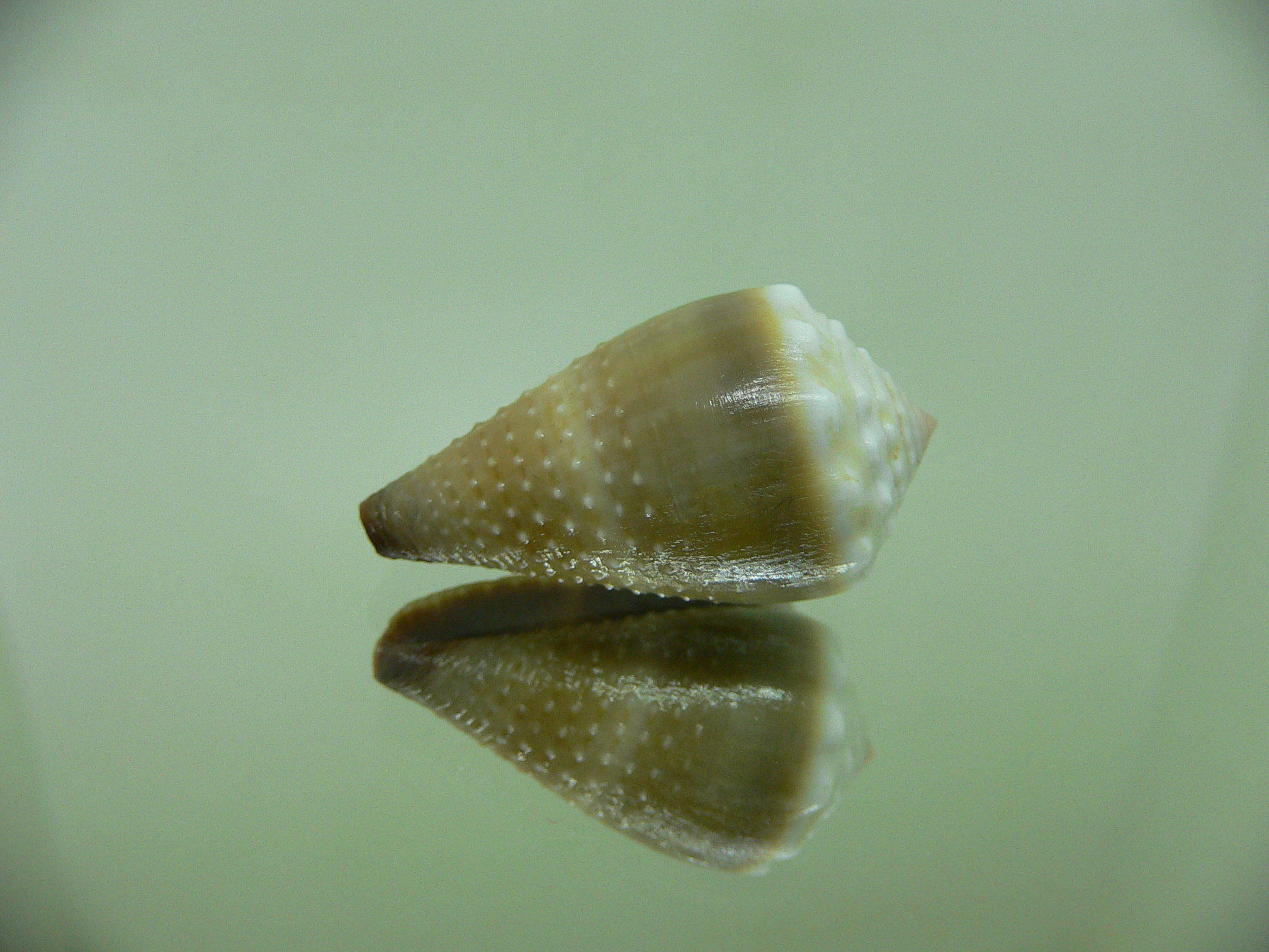 Conus lividus DARK & GRANULATED