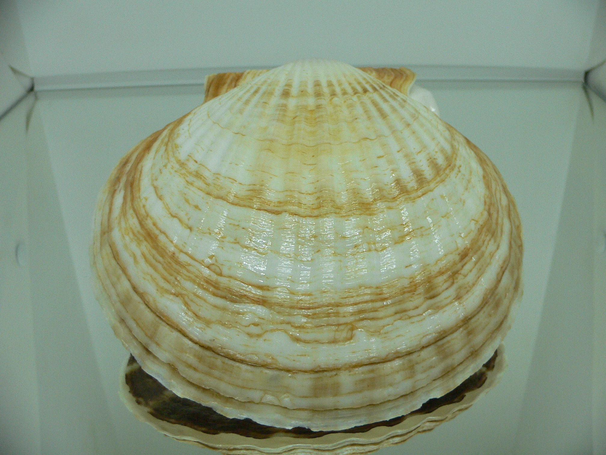 Patinopecten yessoensis FLOWERS