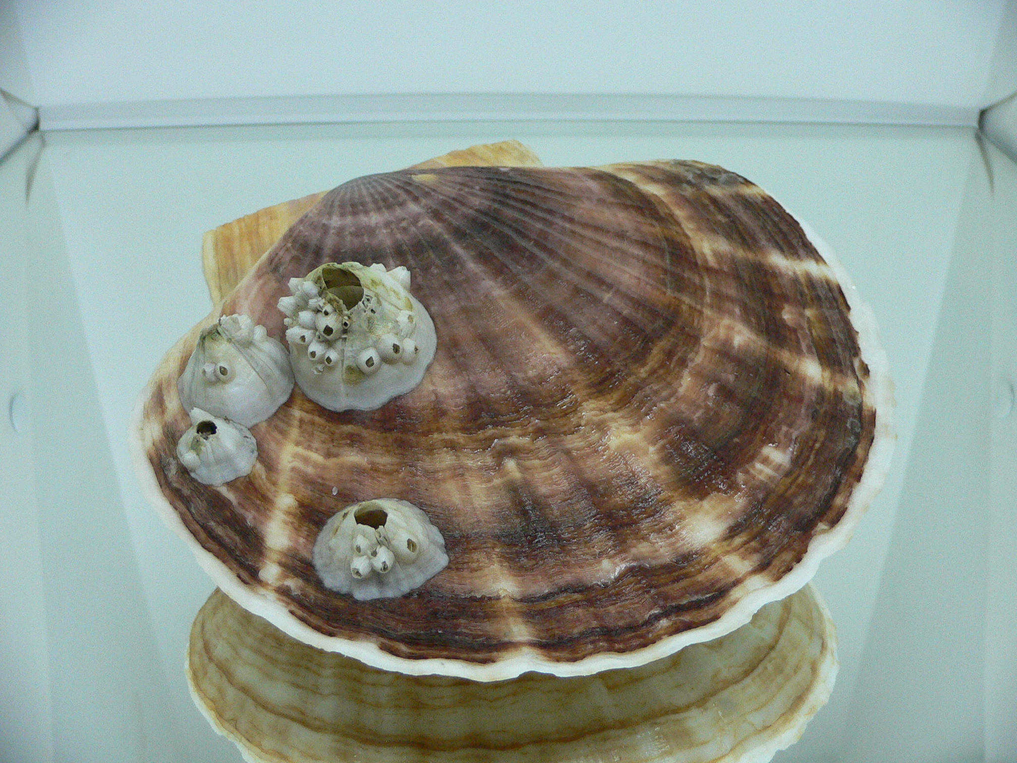 Patinopecten yessoensis FLOWERS