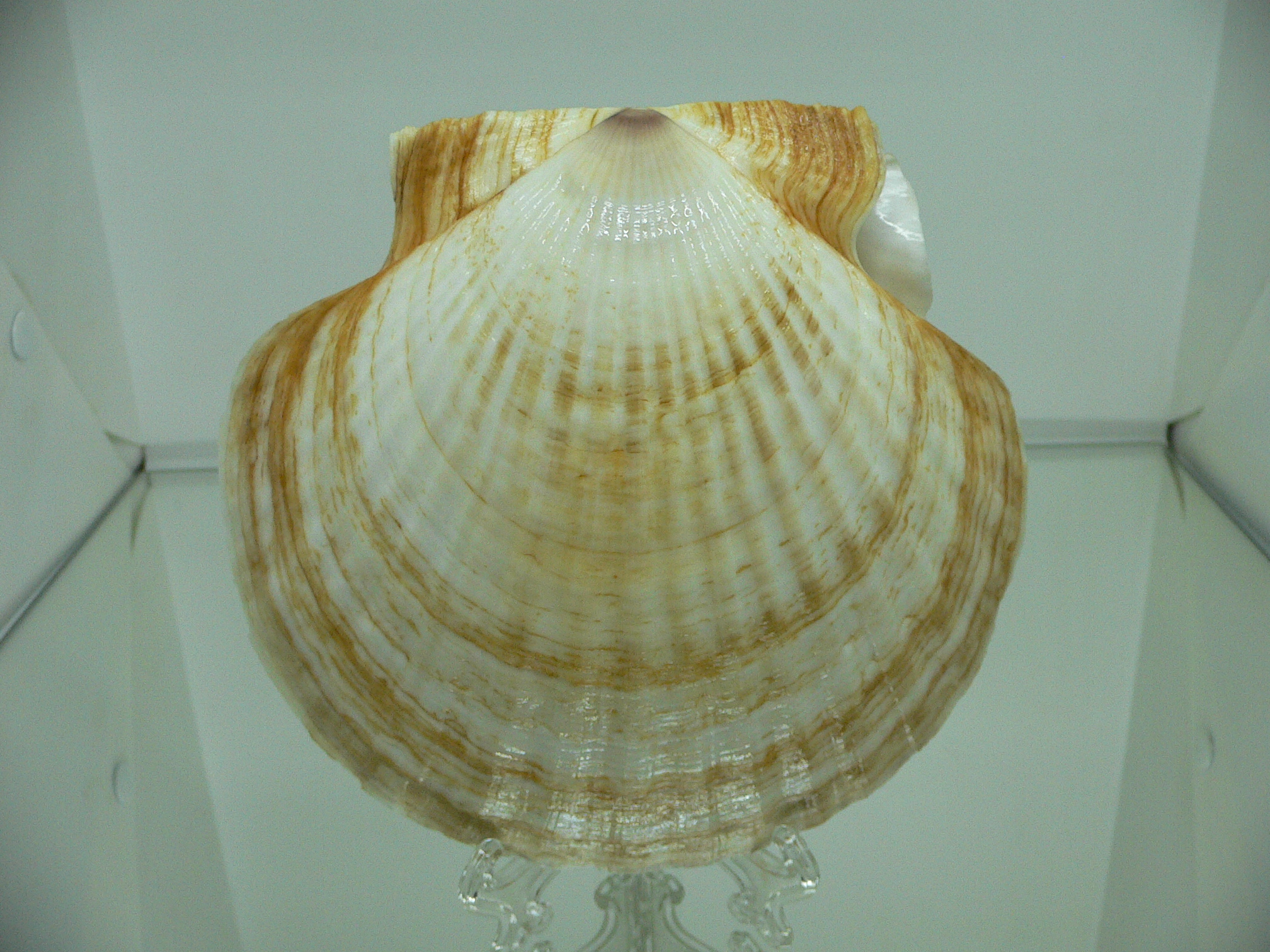 Patinopecten yessoensis FLOWERS