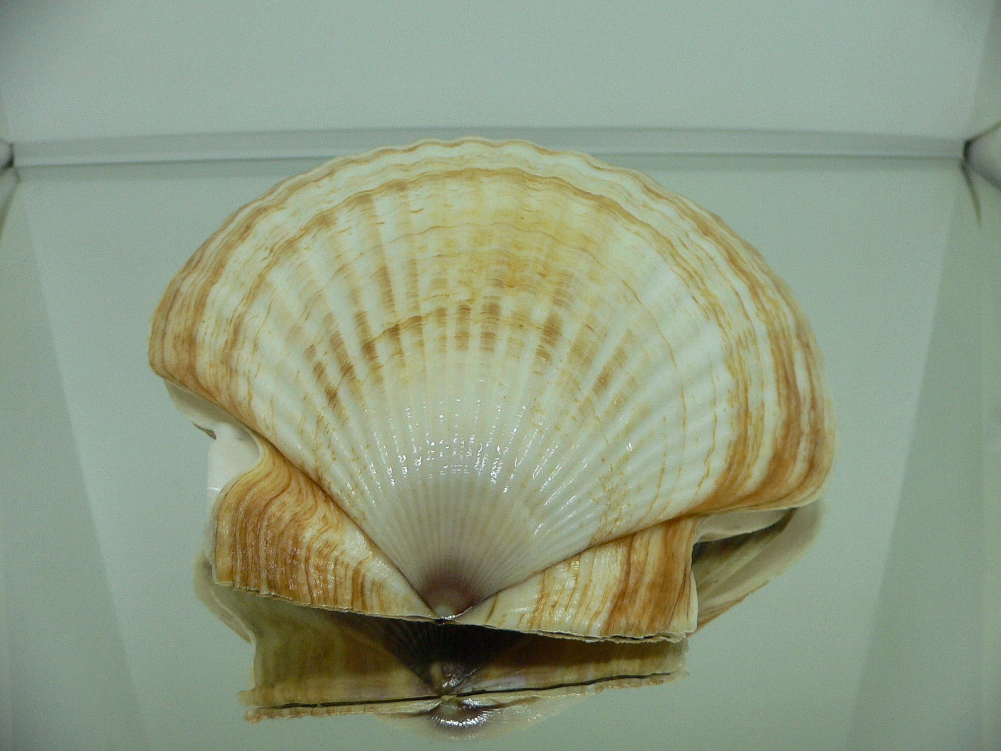Patinopecten yessoensis FLOWERS