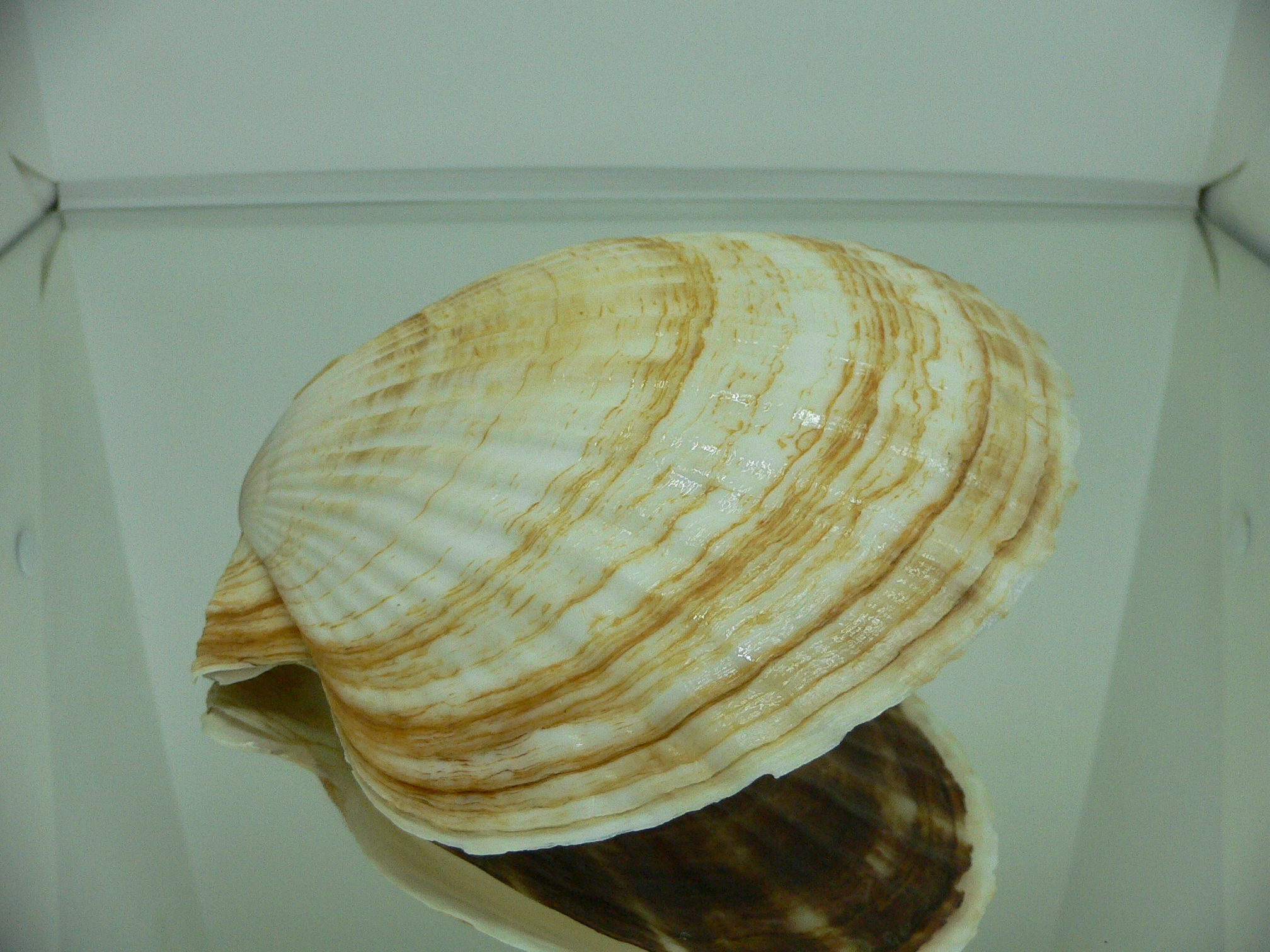 Patinopecten yessoensis FLOWERS