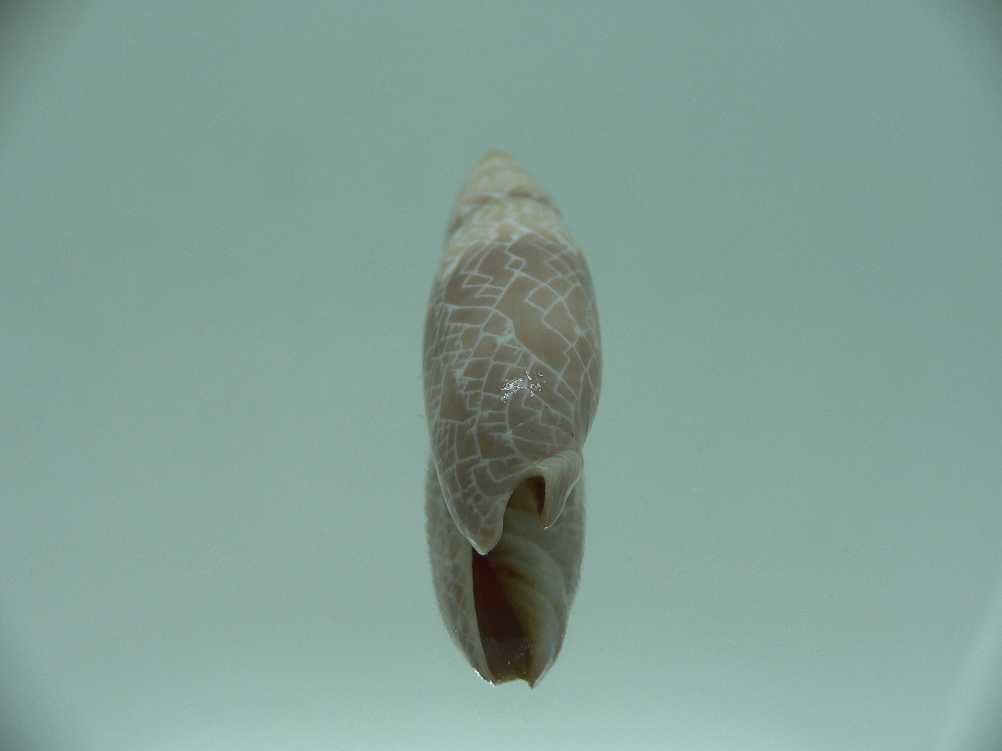 Mitra (Scabricola) fissurata SUPER COLOR