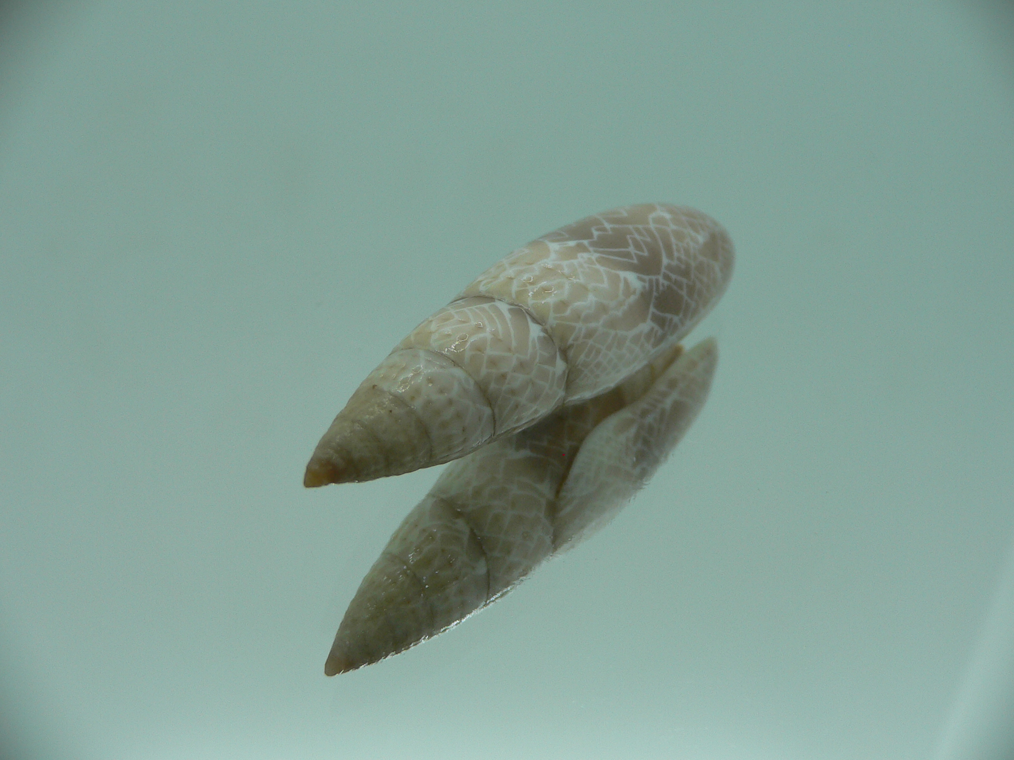 Mitra (Scabricola) fissurata SUPER COLOR