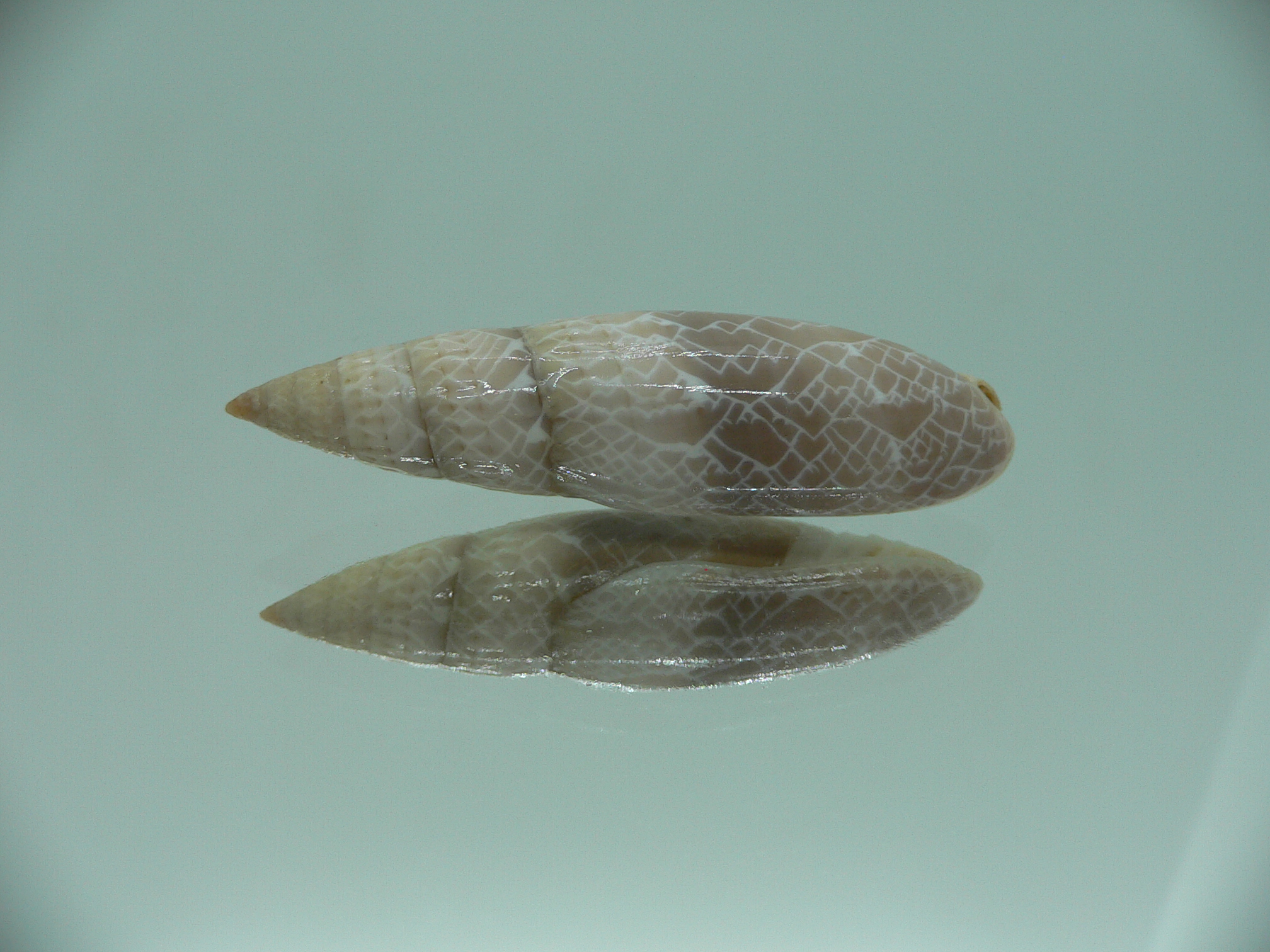 Mitra (Scabricola) fissurata SUPER COLOR