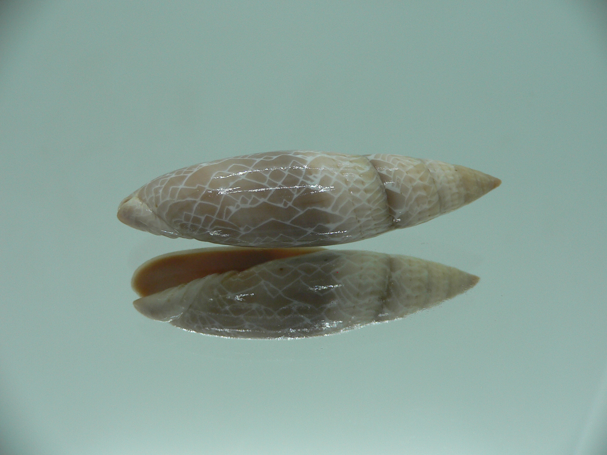 Mitra (Scabricola) fissurata SUPER COLOR