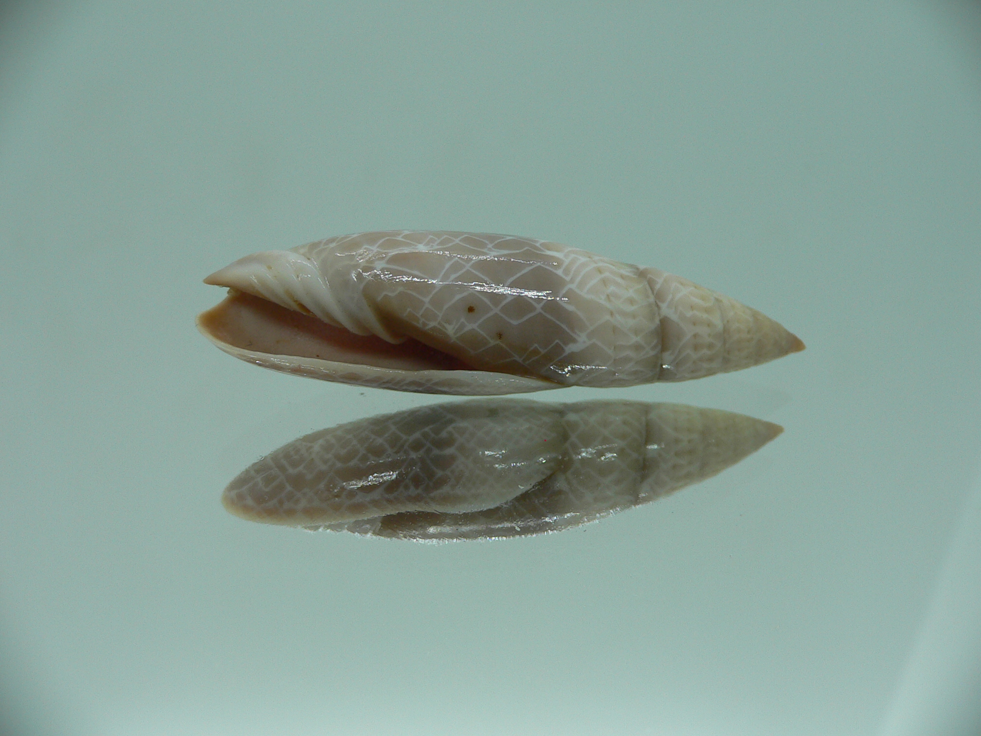 Mitra (Scabricola) fissurata SUPER COLOR