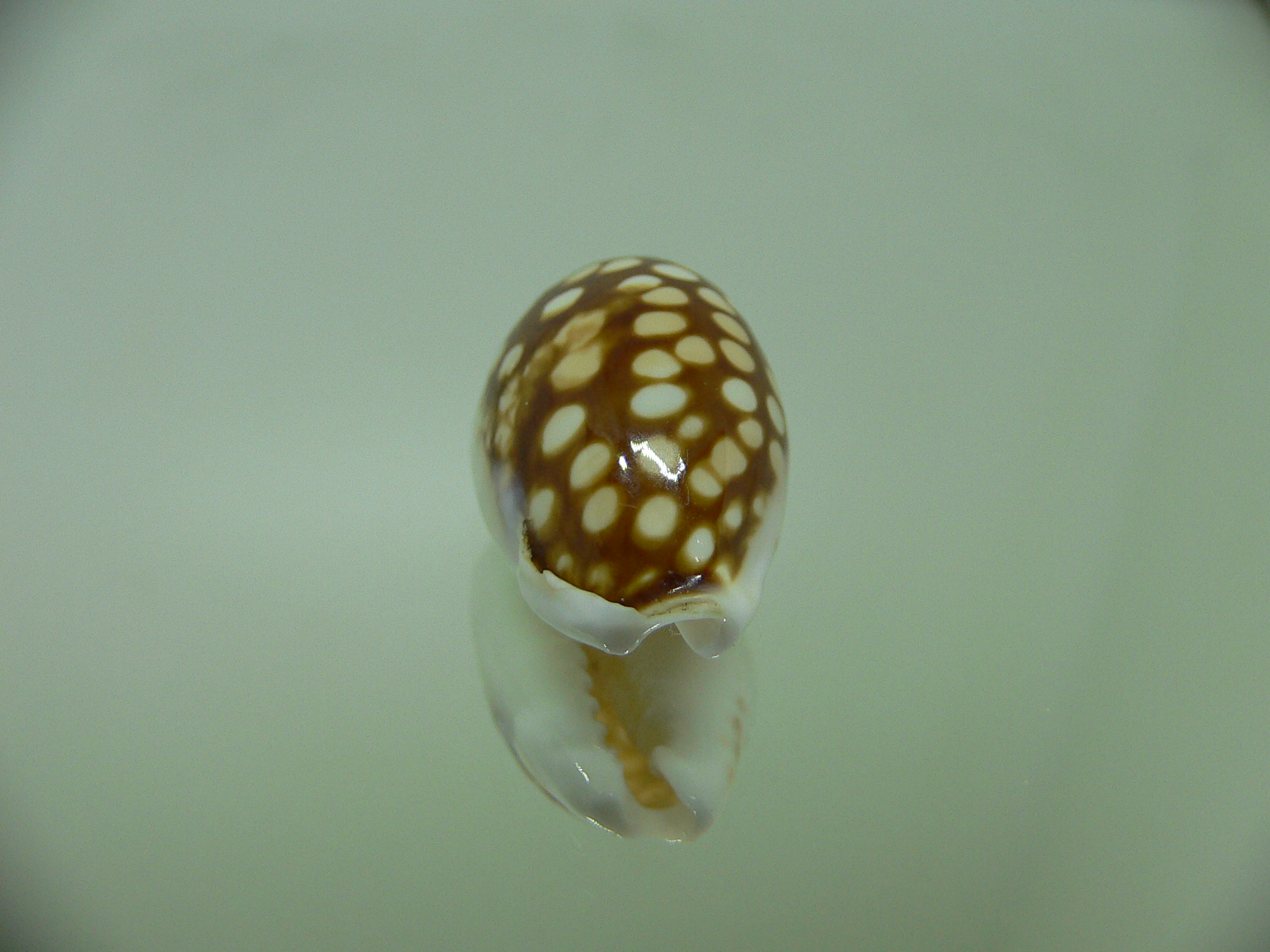 Cribrarula comma setepausensis (var.) FREAK