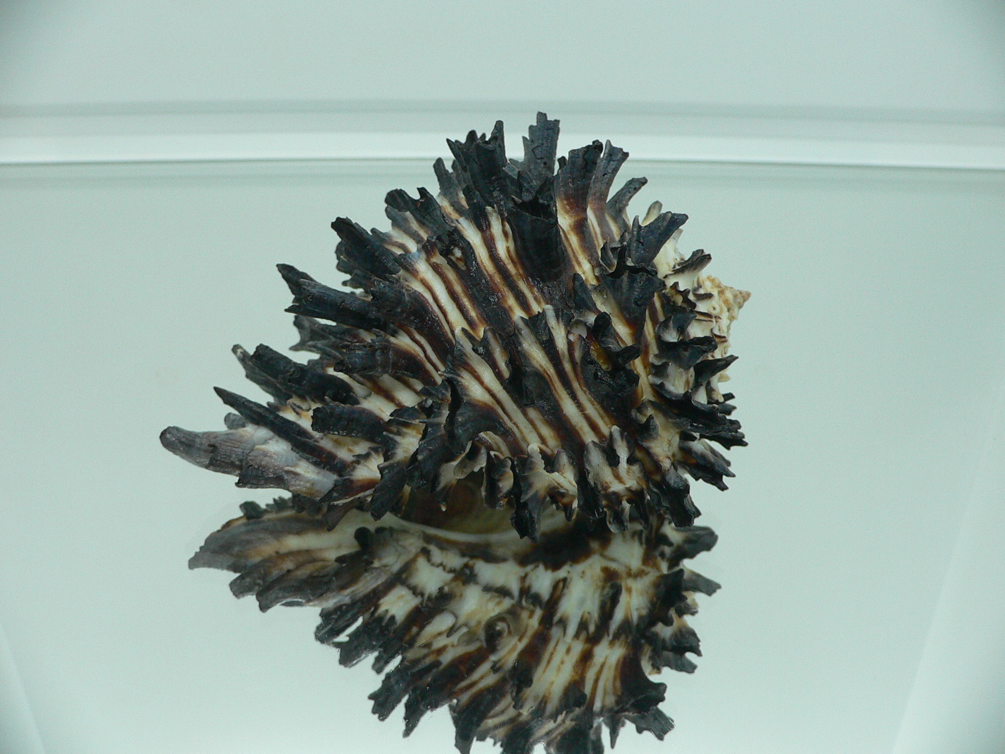 Hexaplex radix RARE & SUPER