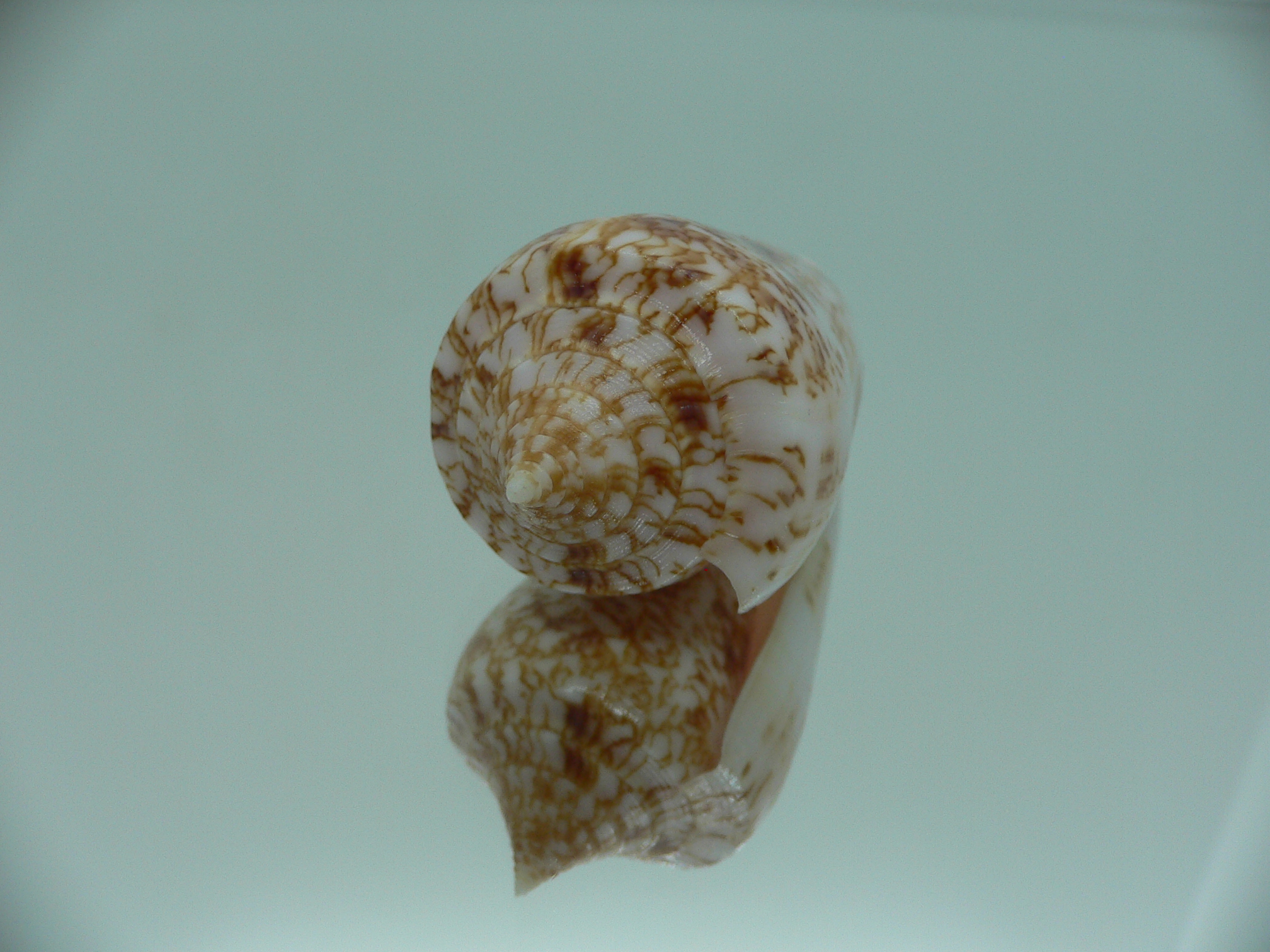 Conus neptunus neptunus LIGHT
