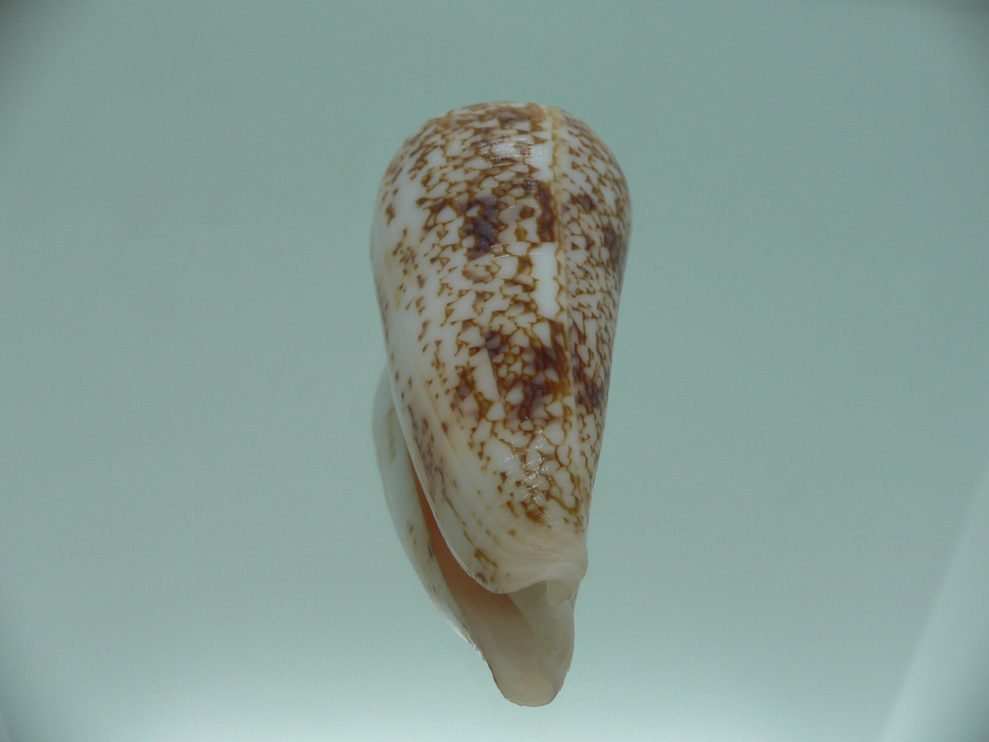 Conus neptunus neptunus LIGHT