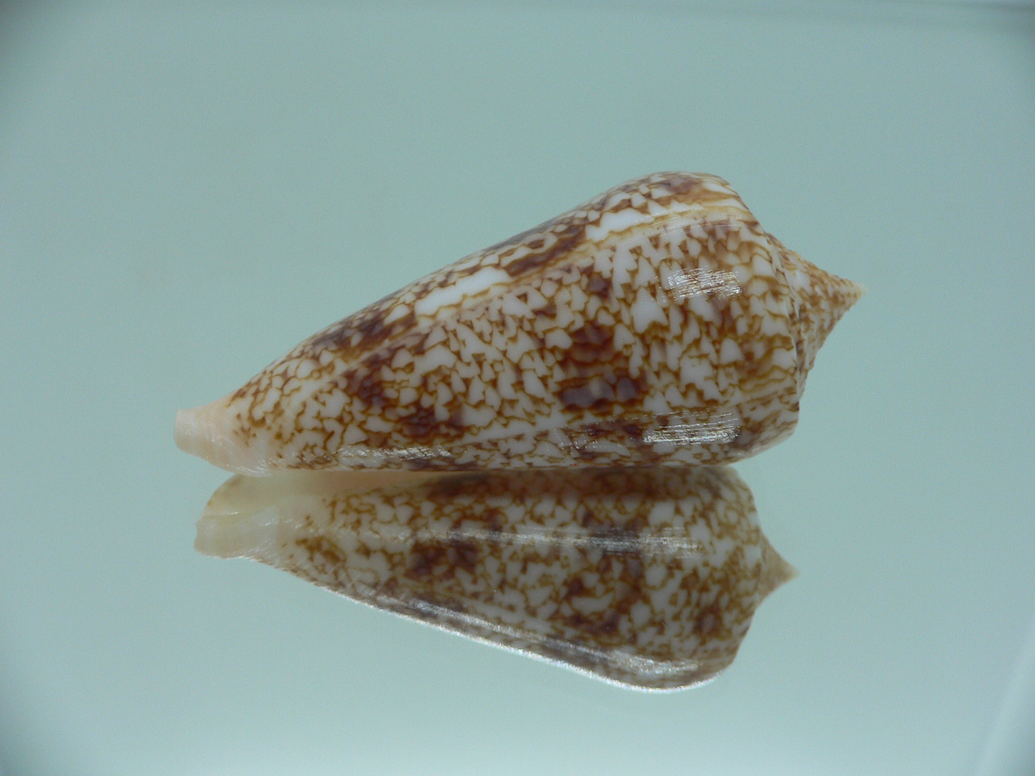 Conus neptunus neptunus LIGHT
