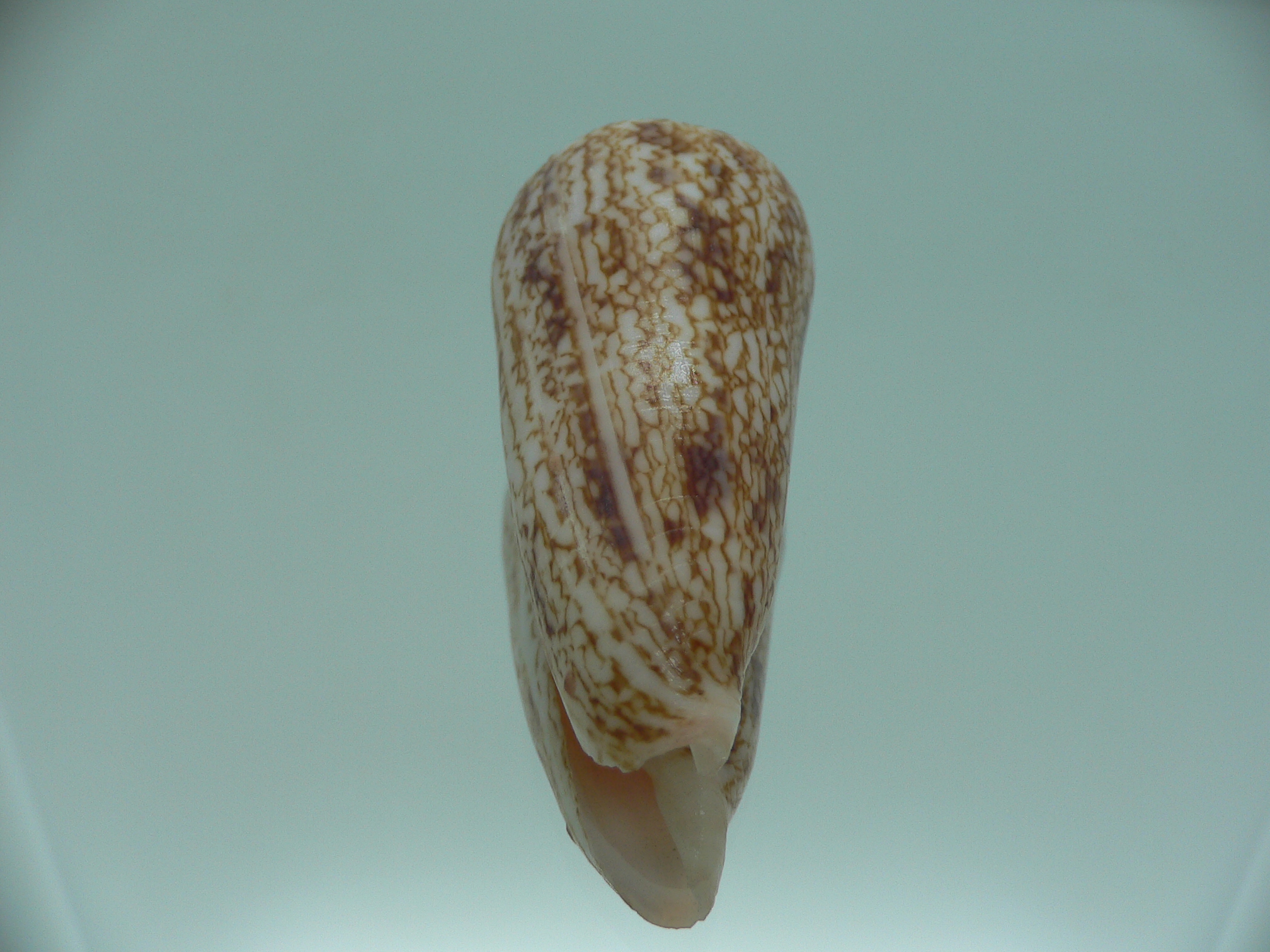 Conus neptunus neptunus LIGHT