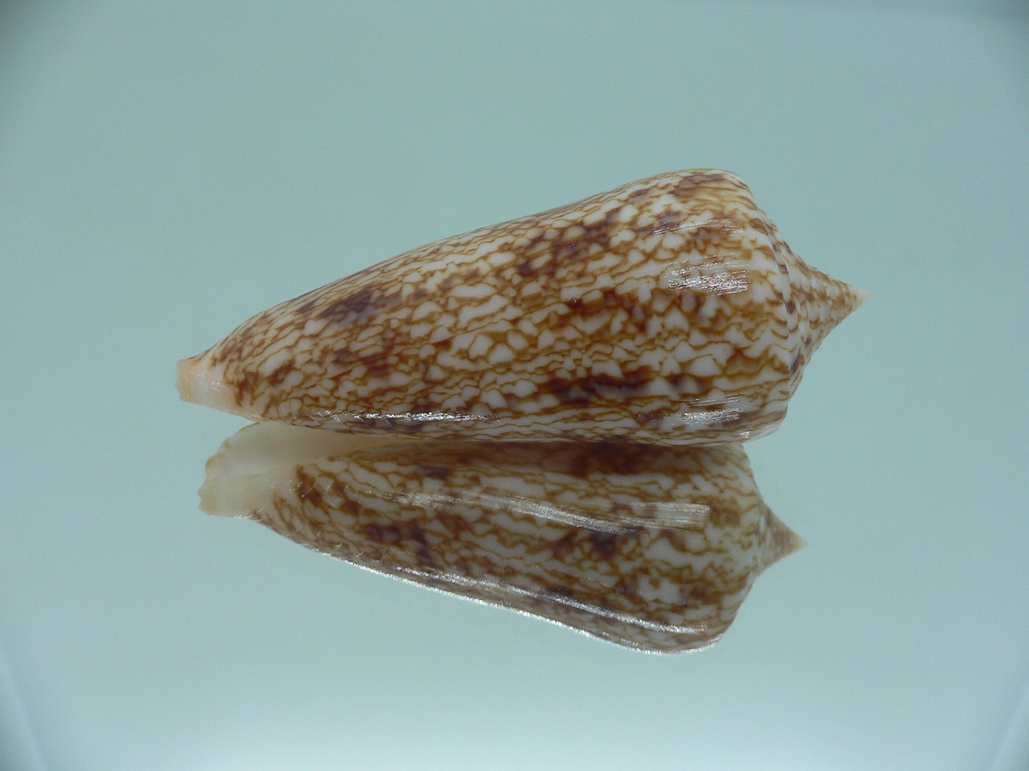 Conus neptunus neptunus LIGHT