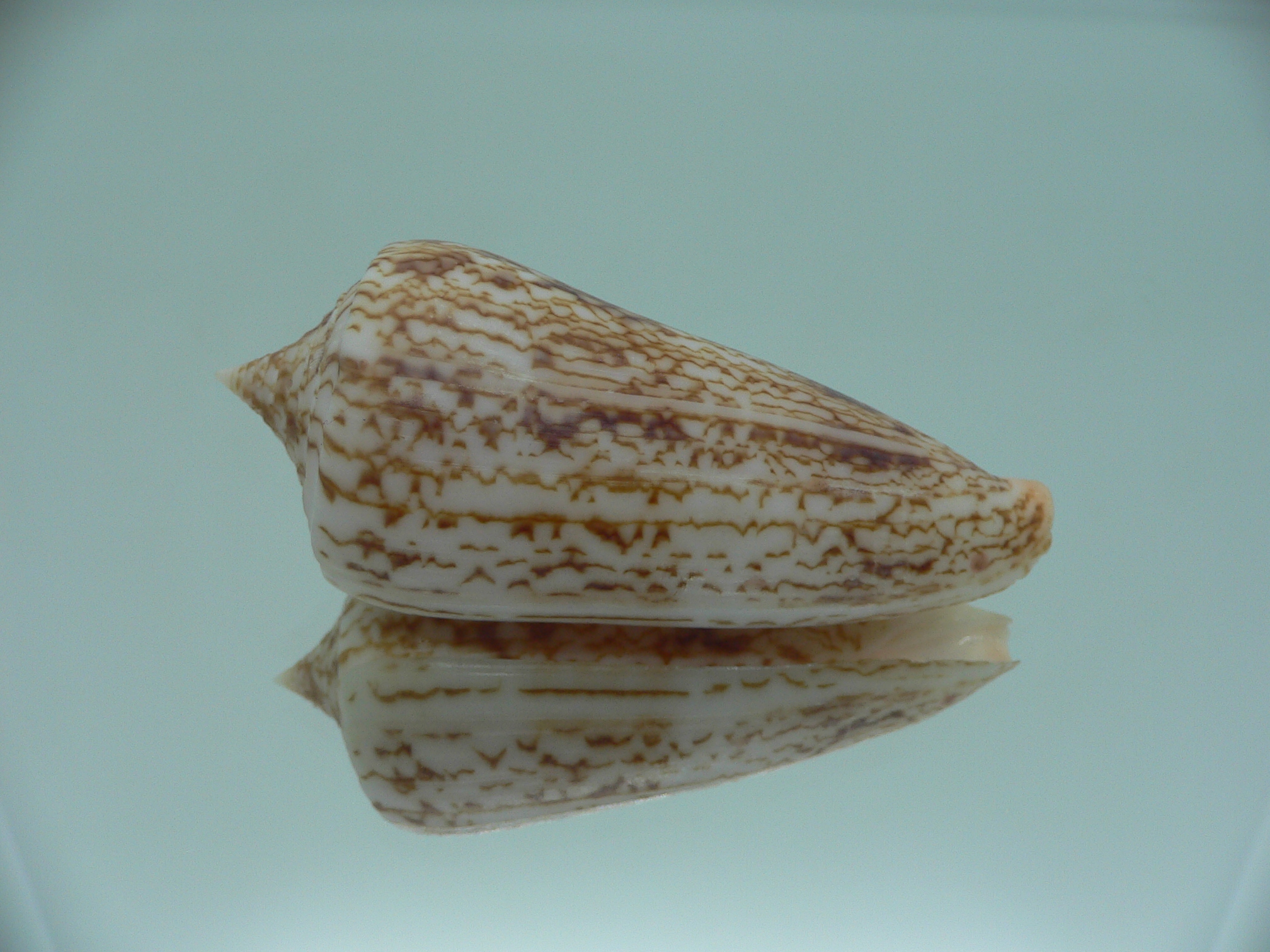 Conus neptunus neptunus LIGHT