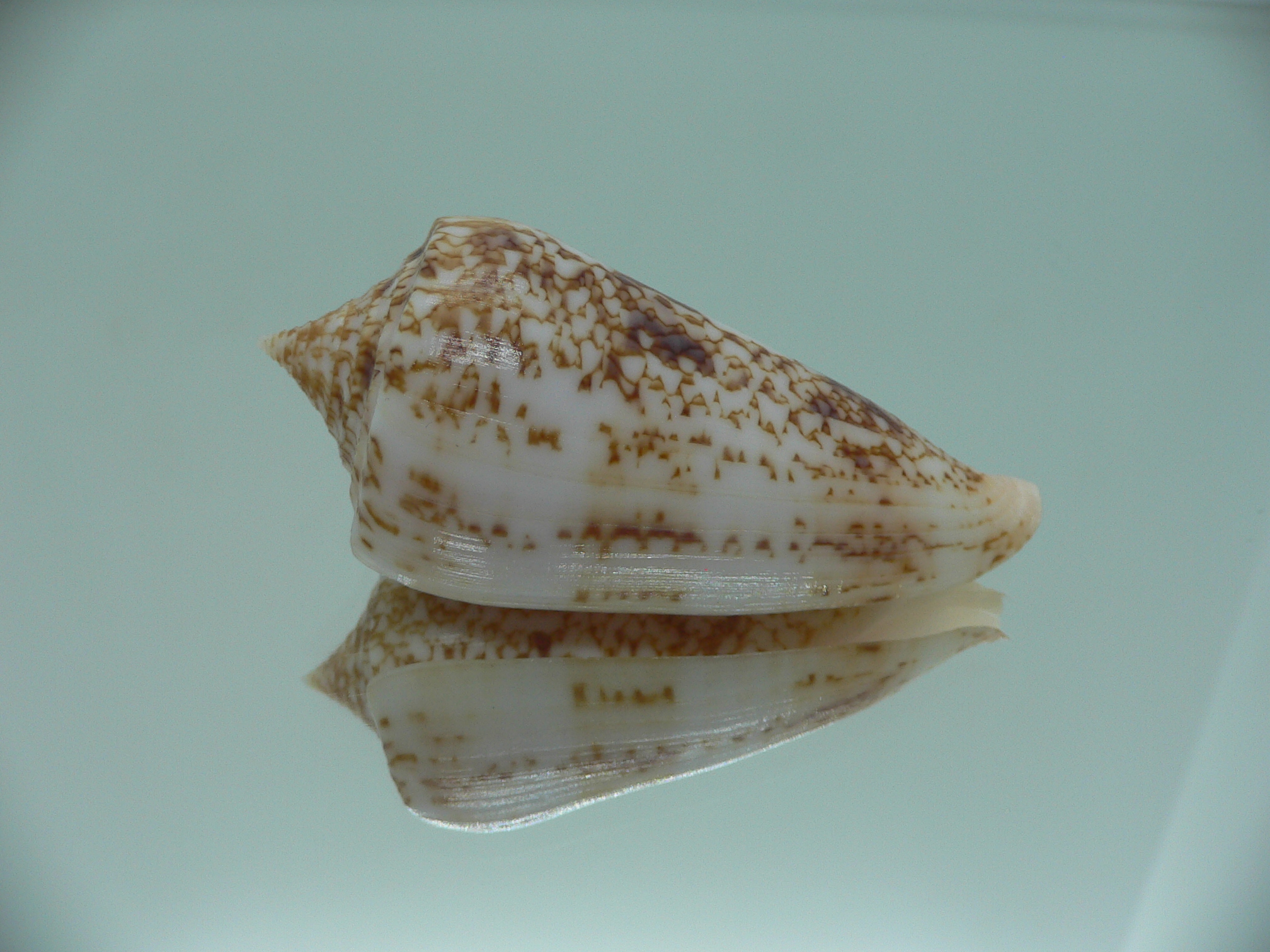 Conus neptunus neptunus LIGHT