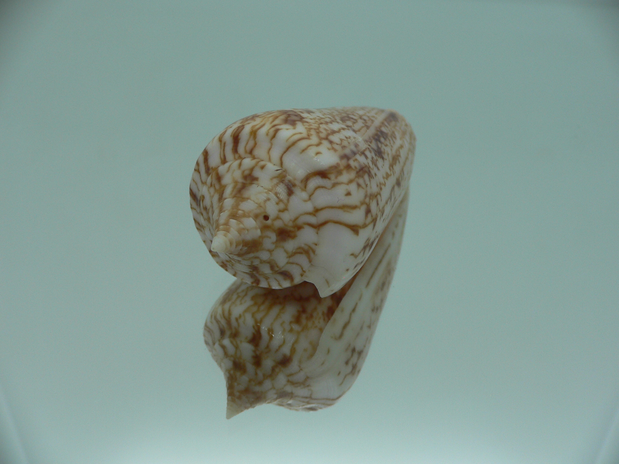 Conus neptunus neptunus LIGHT