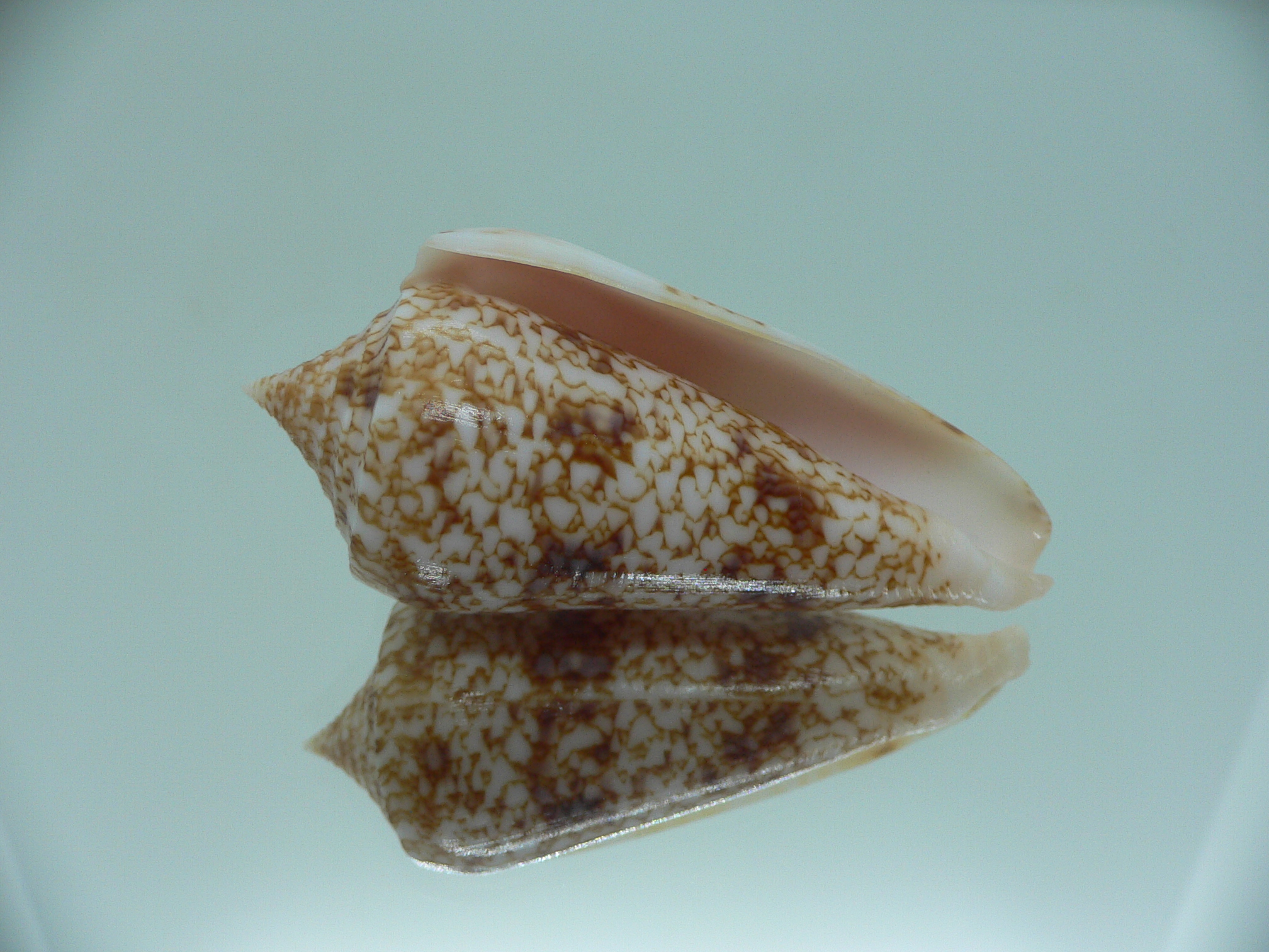 Conus neptunus neptunus LIGHT
