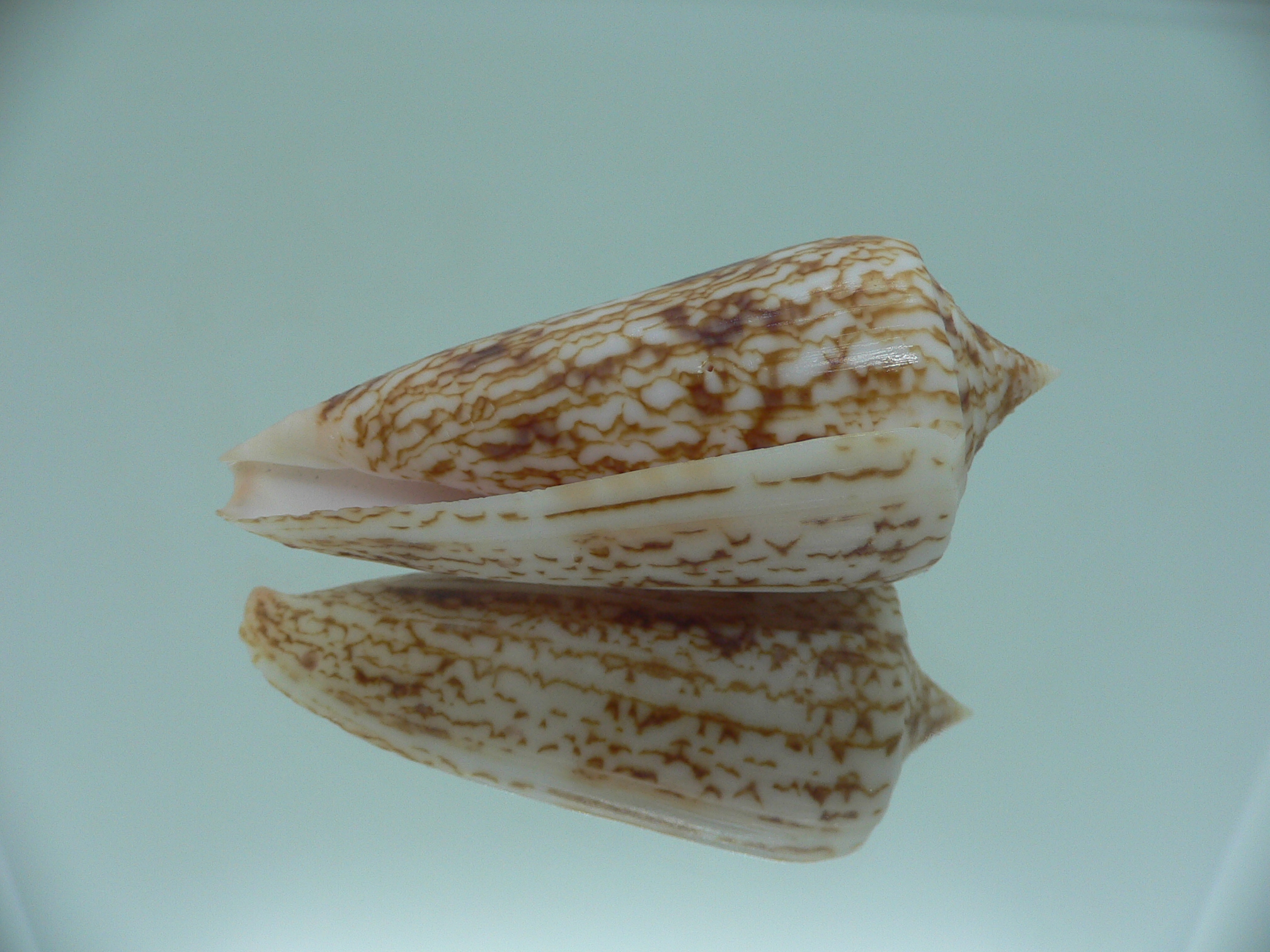 Conus neptunus neptunus LIGHT