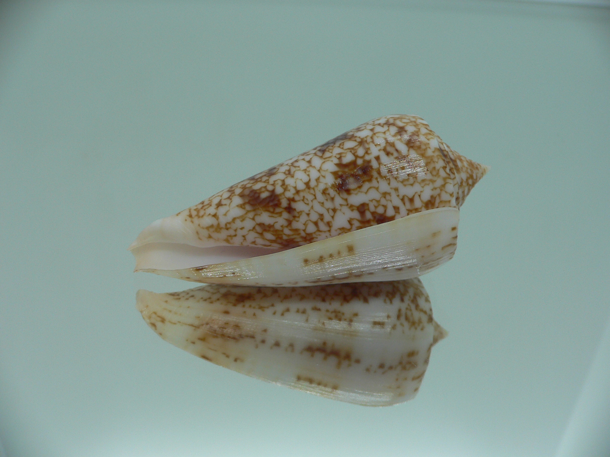 Conus neptunus neptunus LIGHT