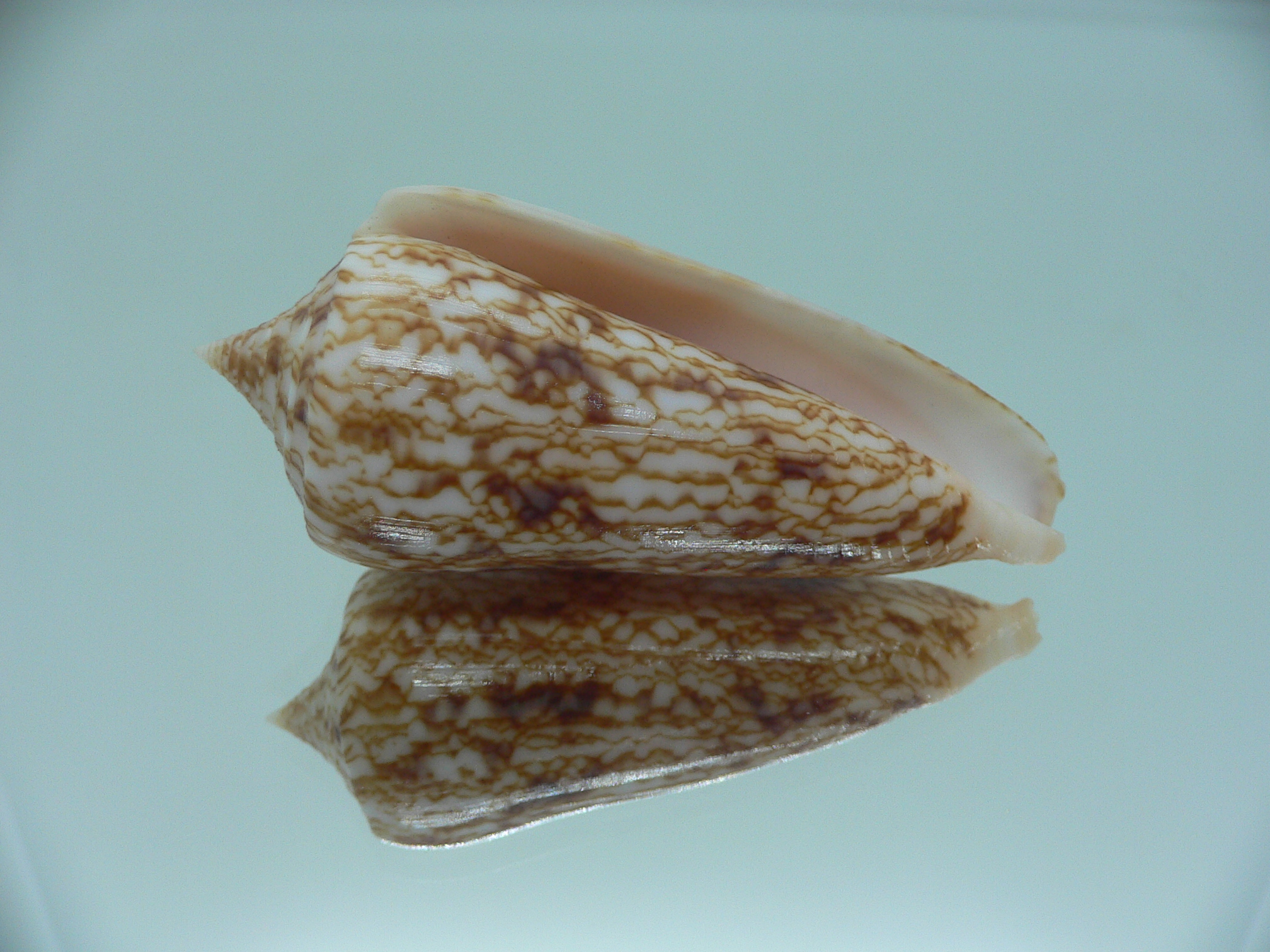 Conus neptunus neptunus LIGHT