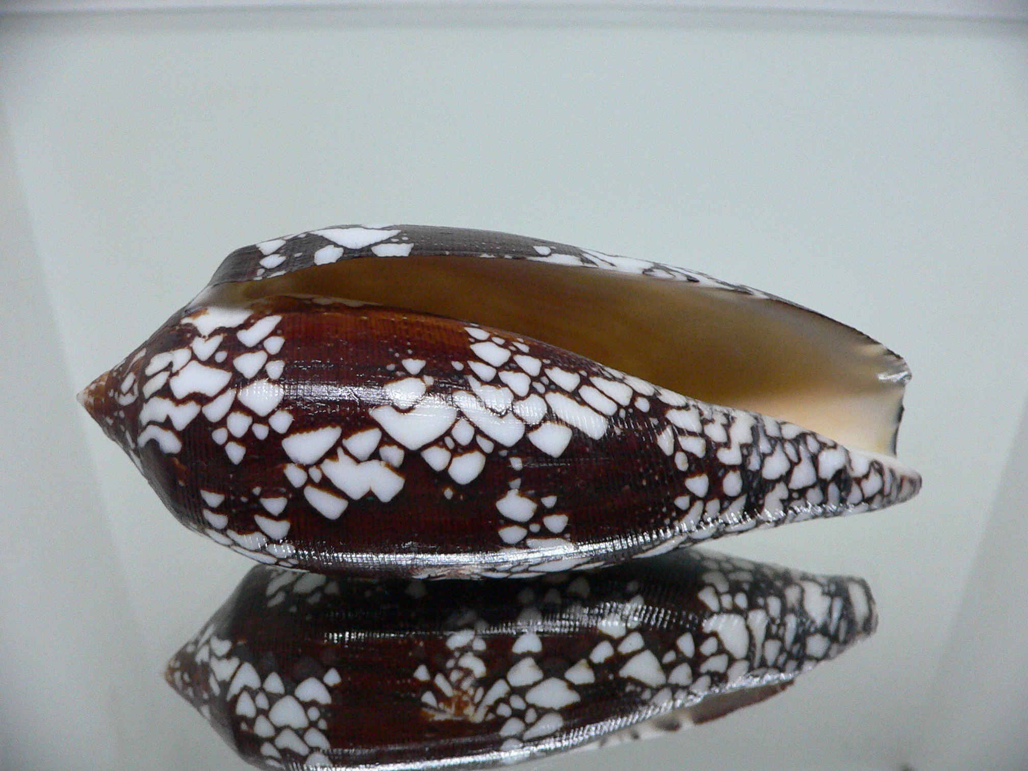 Conus aulicus