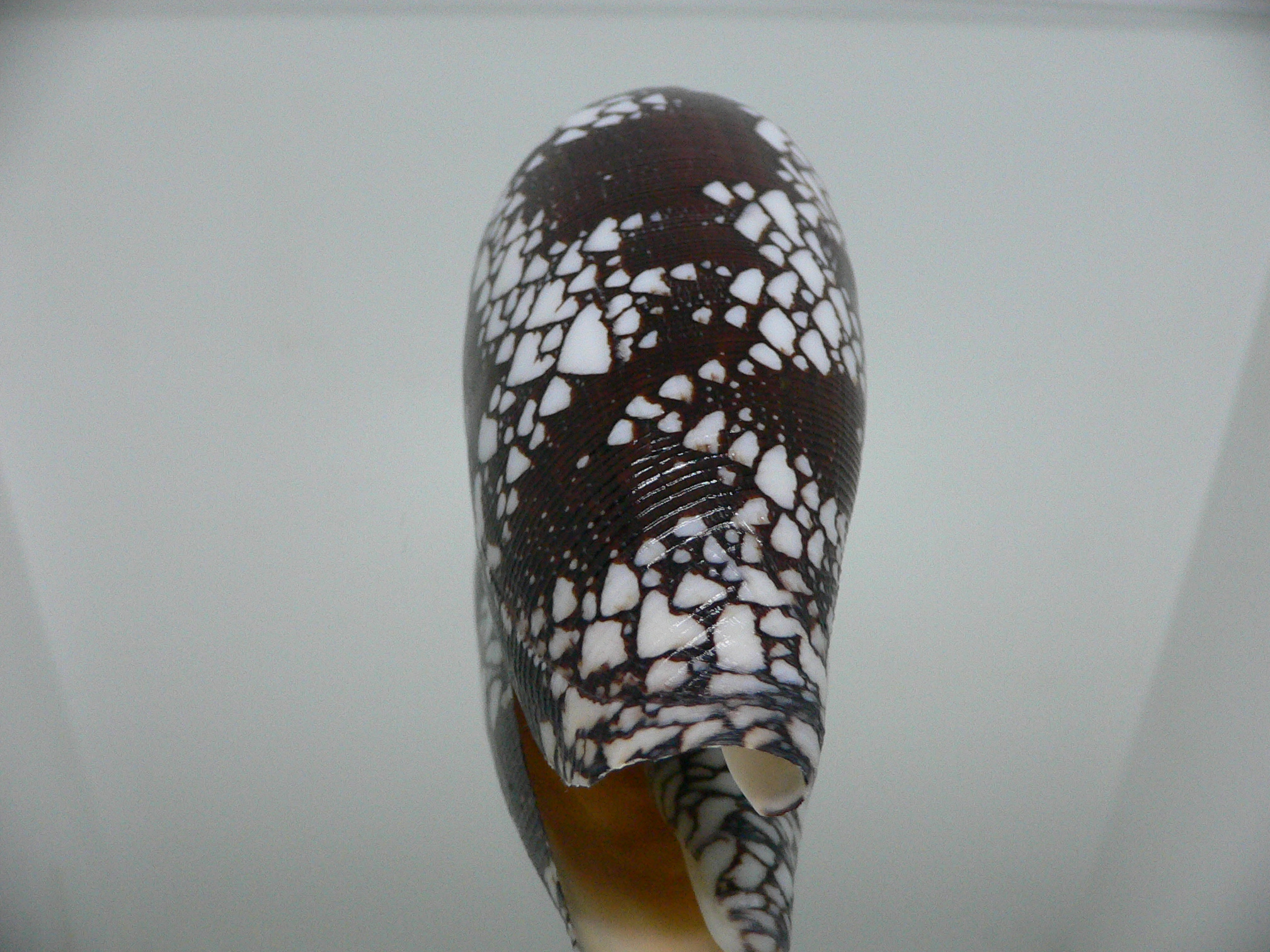 Conus aulicus