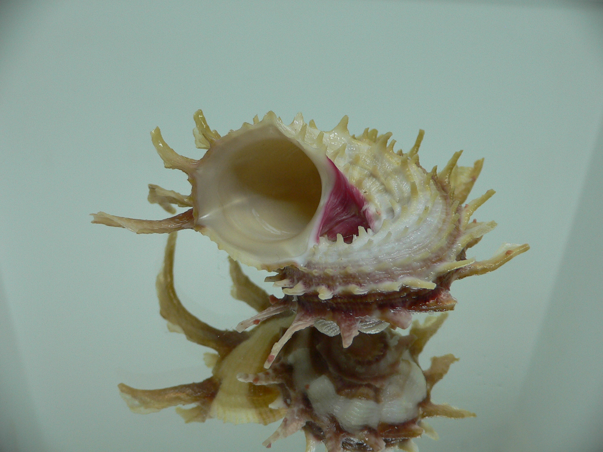 Angaria sphaerula SUPER COLOR