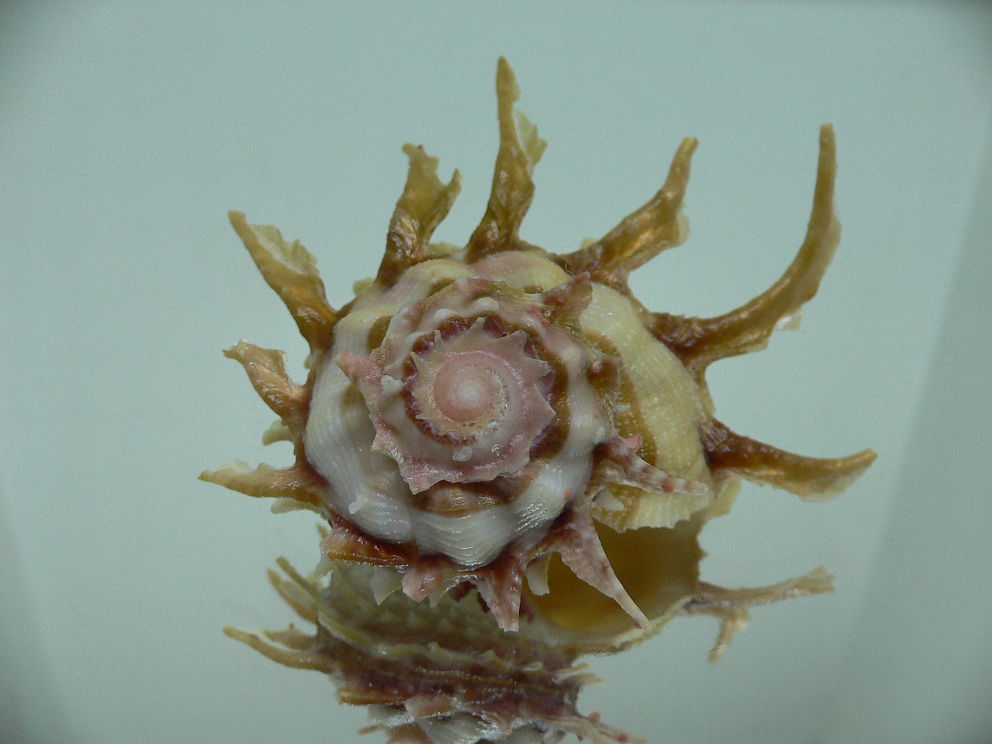 Angaria sphaerula SUPER COLOR