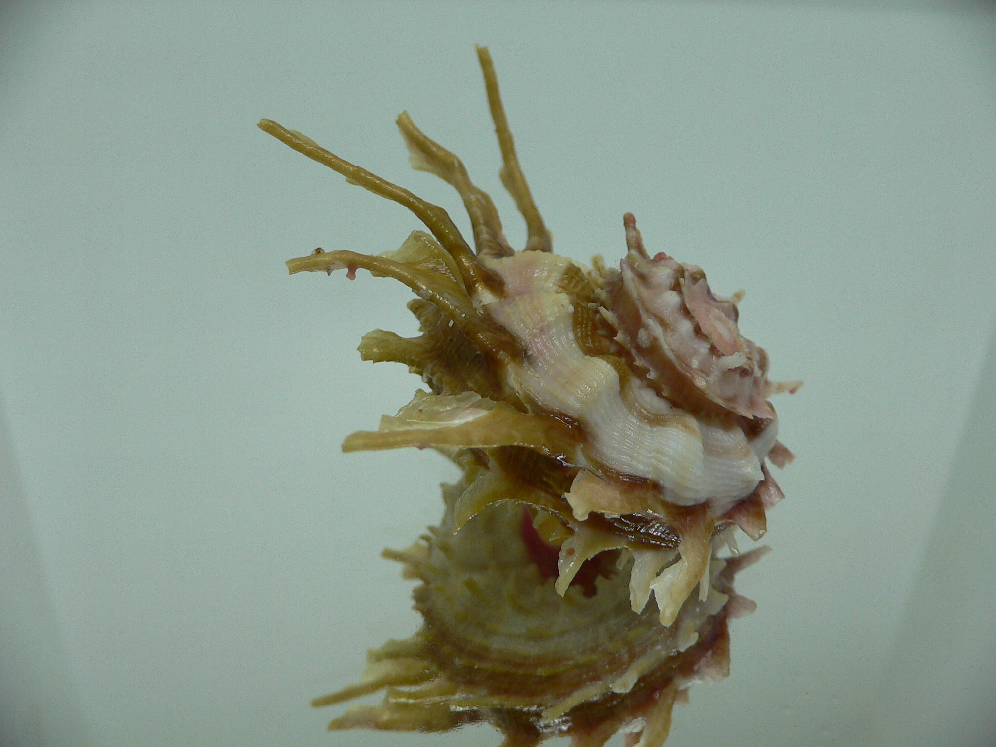 Angaria sphaerula SUPER COLOR