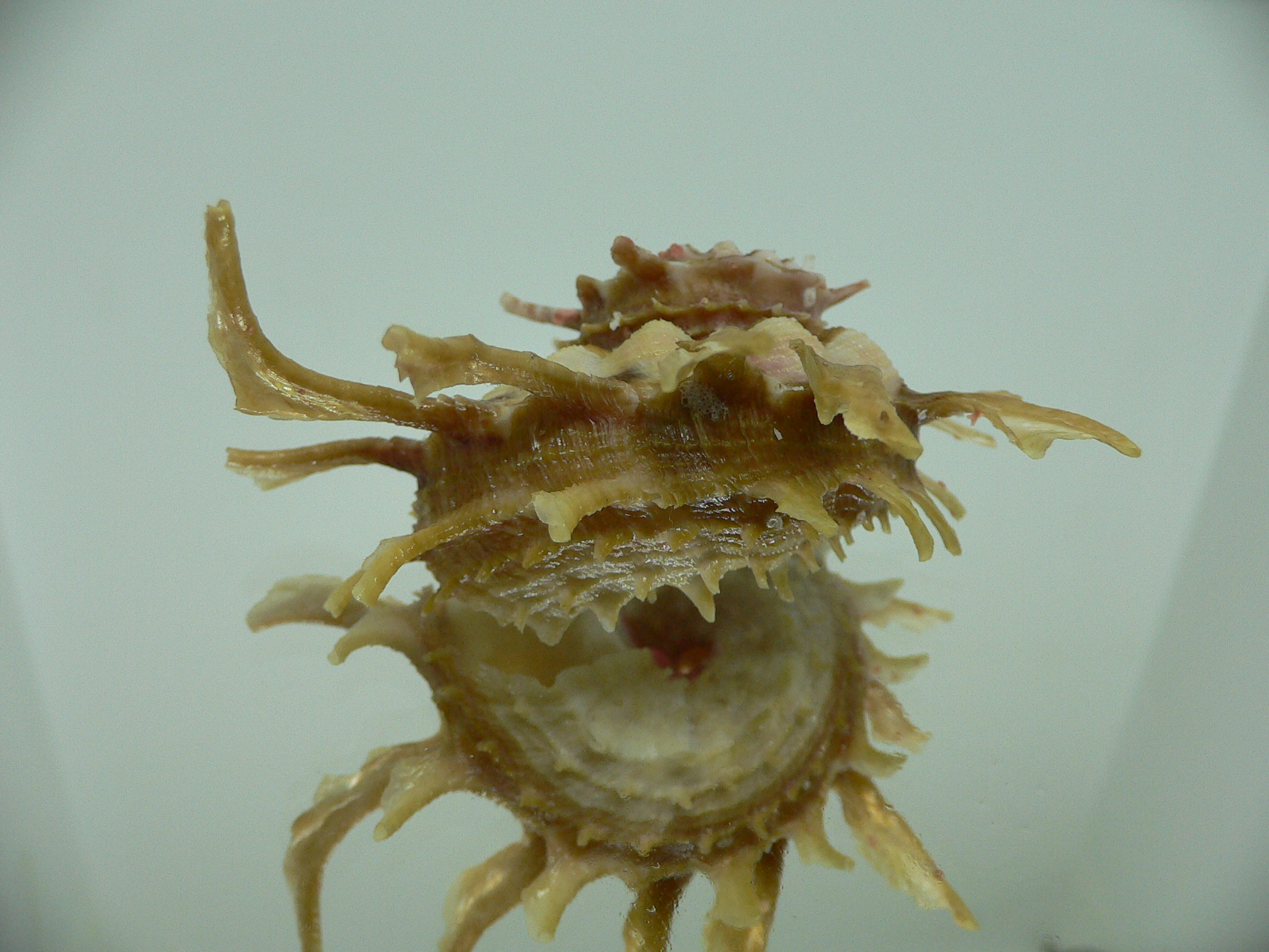 Angaria sphaerula SUPER COLOR