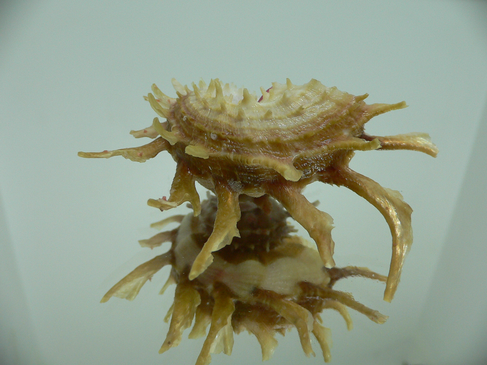 Angaria sphaerula SUPER COLOR