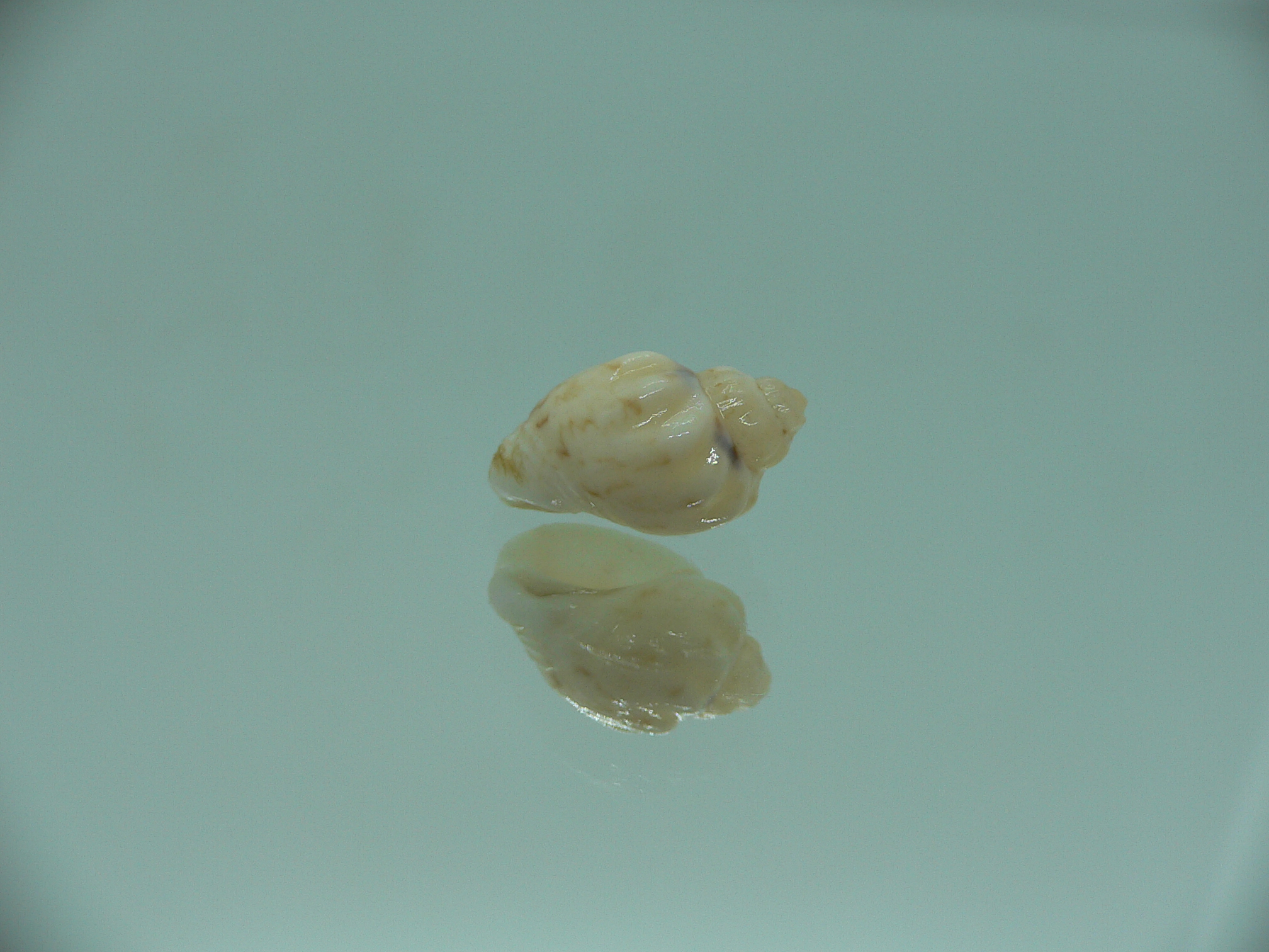 Nassodonta dorri (Oligohalinophila dorri) BRIGHT