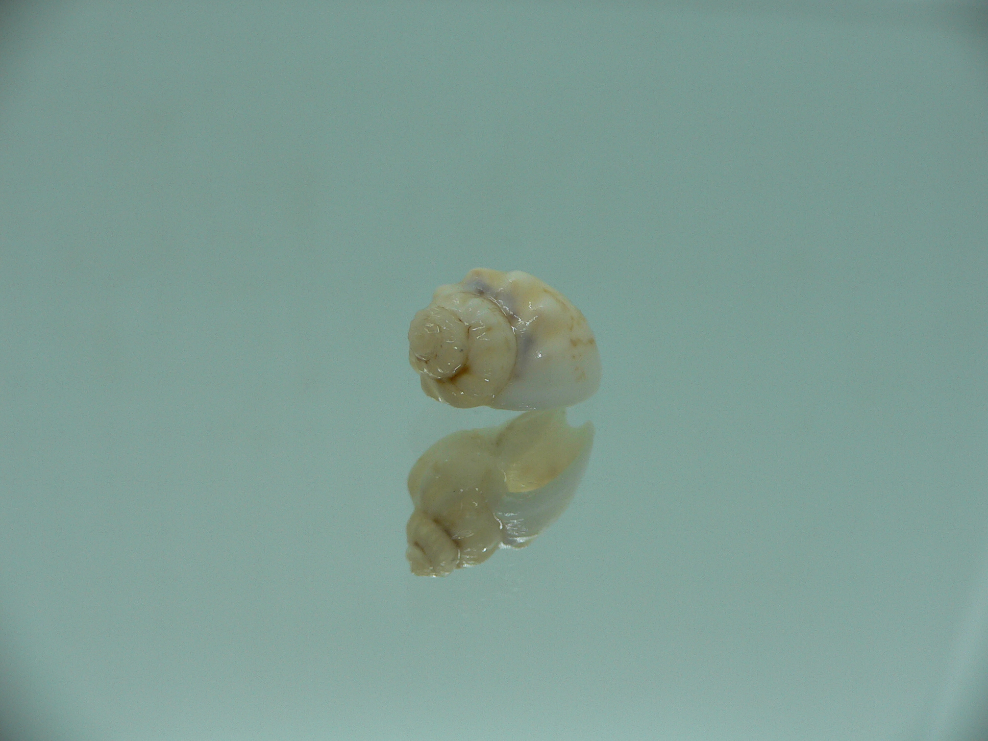 Nassodonta dorri (Oligohalinophila dorri) BRIGHT