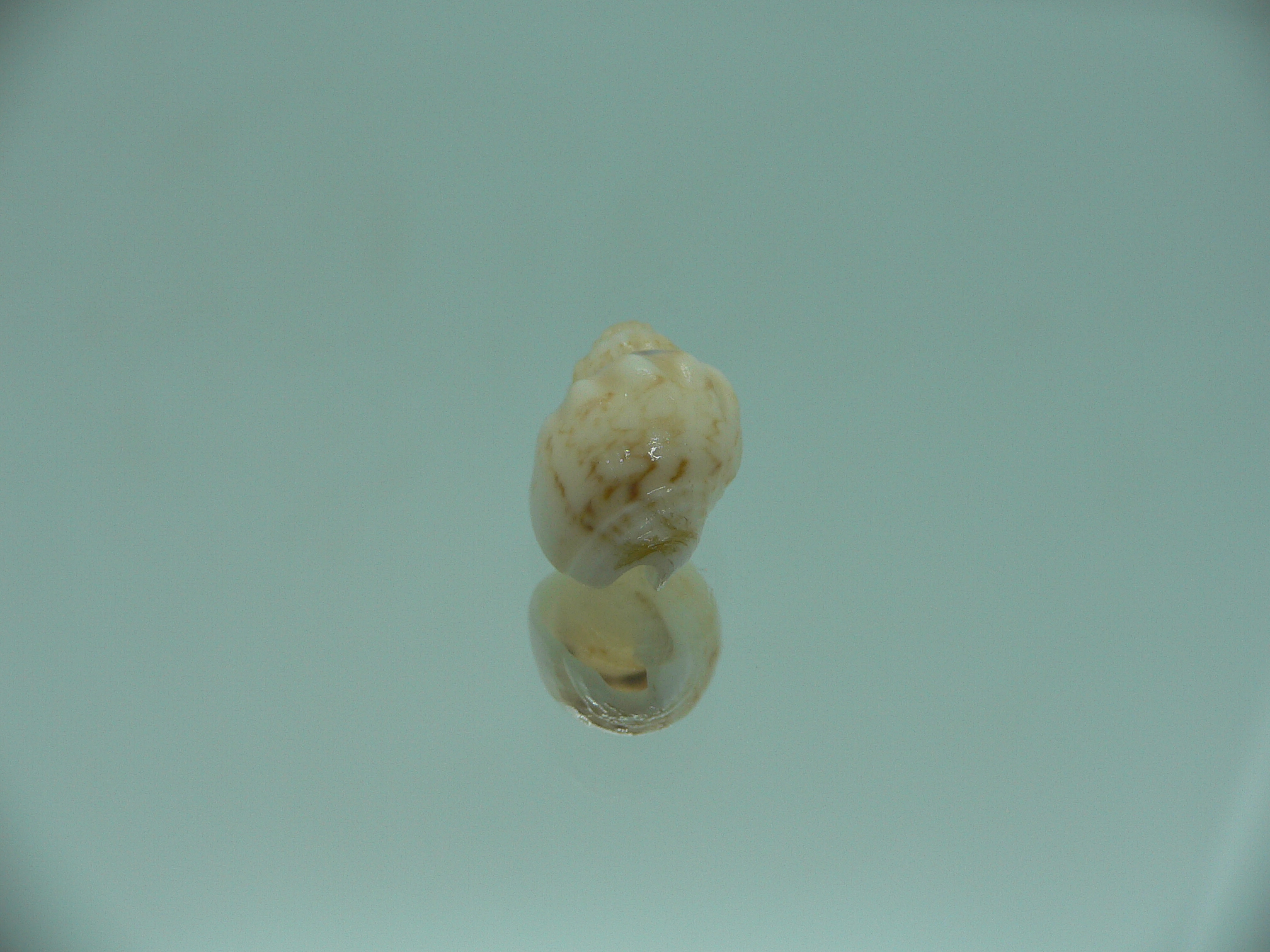 Nassodonta dorri (Oligohalinophila dorri) BRIGHT