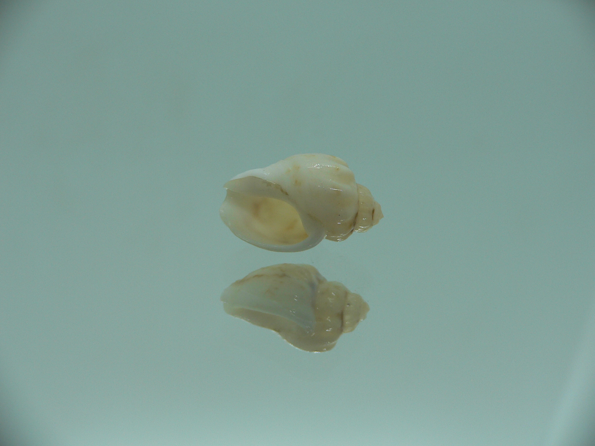 Nassodonta dorri (Oligohalinophila dorri) BRIGHT