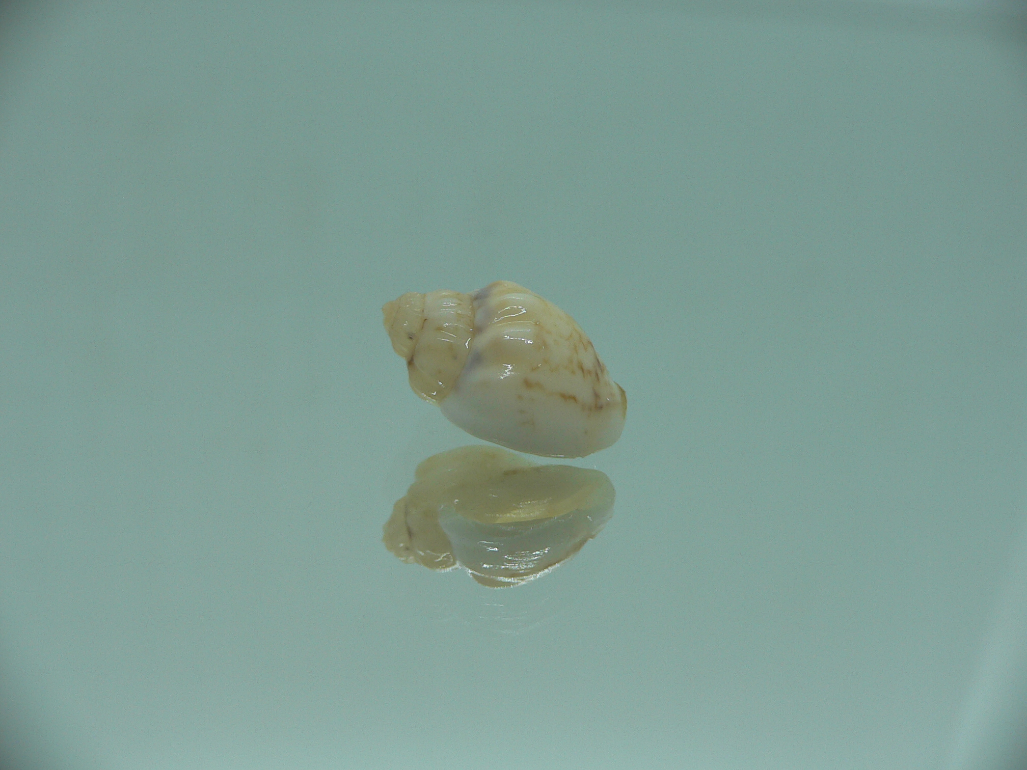 Nassodonta dorri (Oligohalinophila dorri) BRIGHT