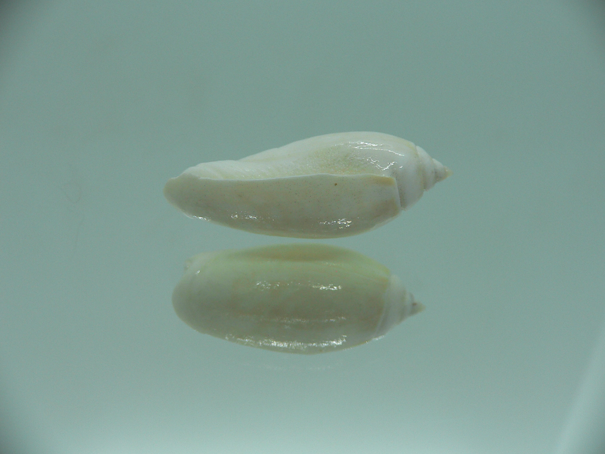 Oliva tigridella f. lacteana (z)