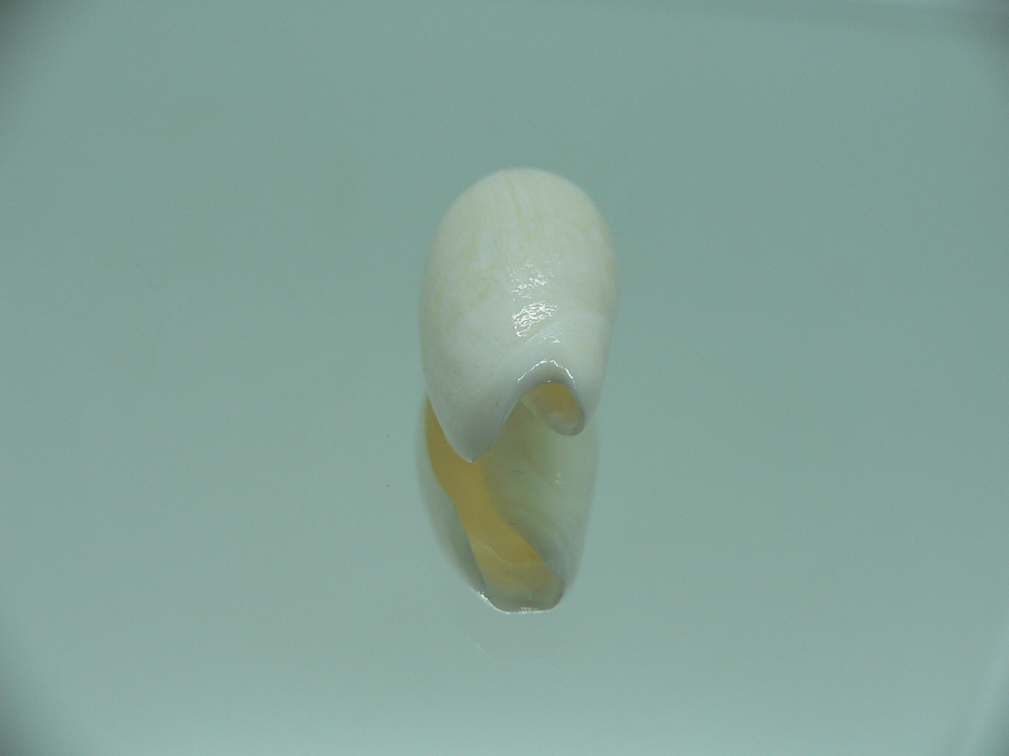 Oliva tigridella f. lacteana (z)