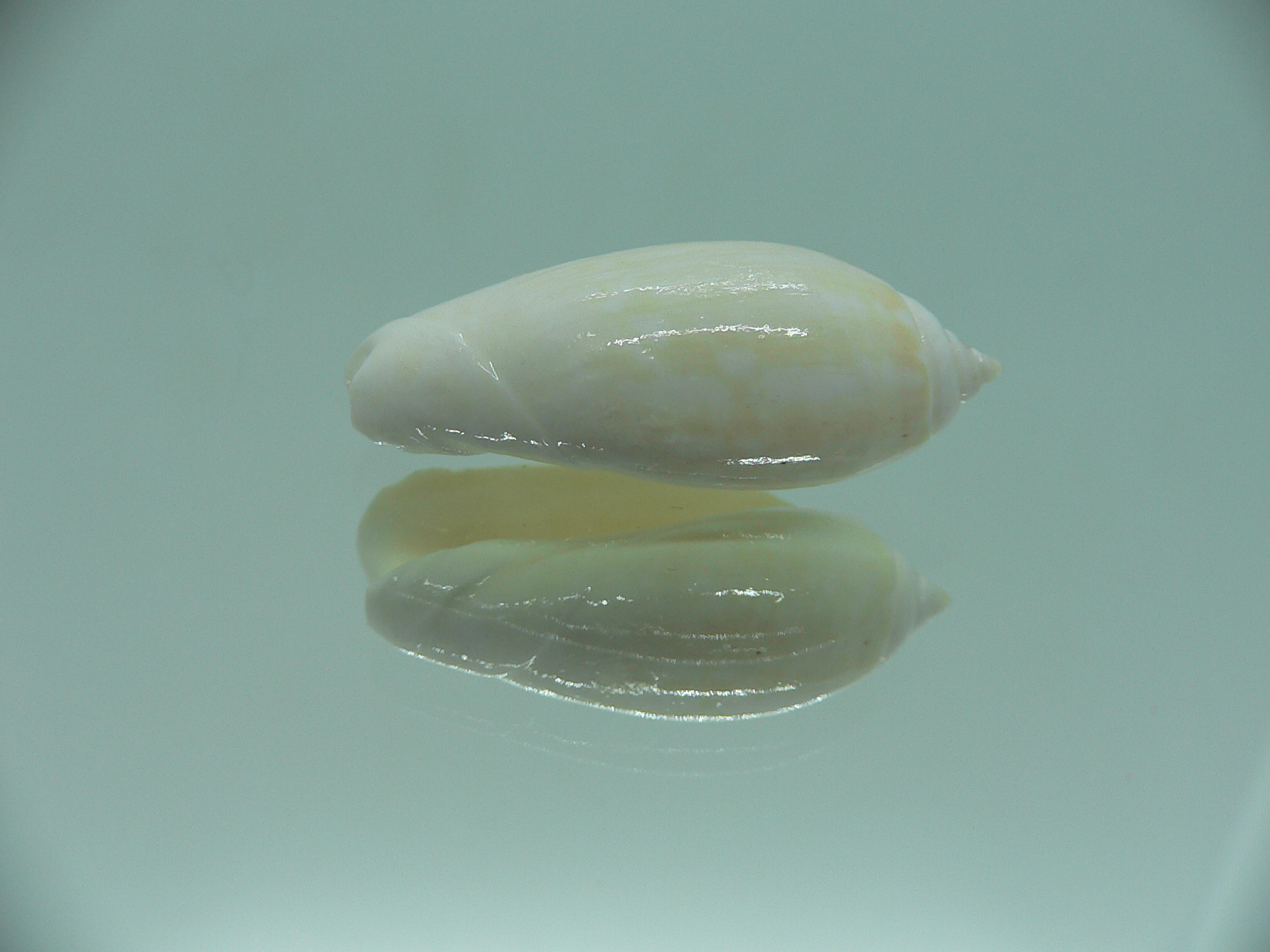 Oliva tigridella f. lacteana (z)