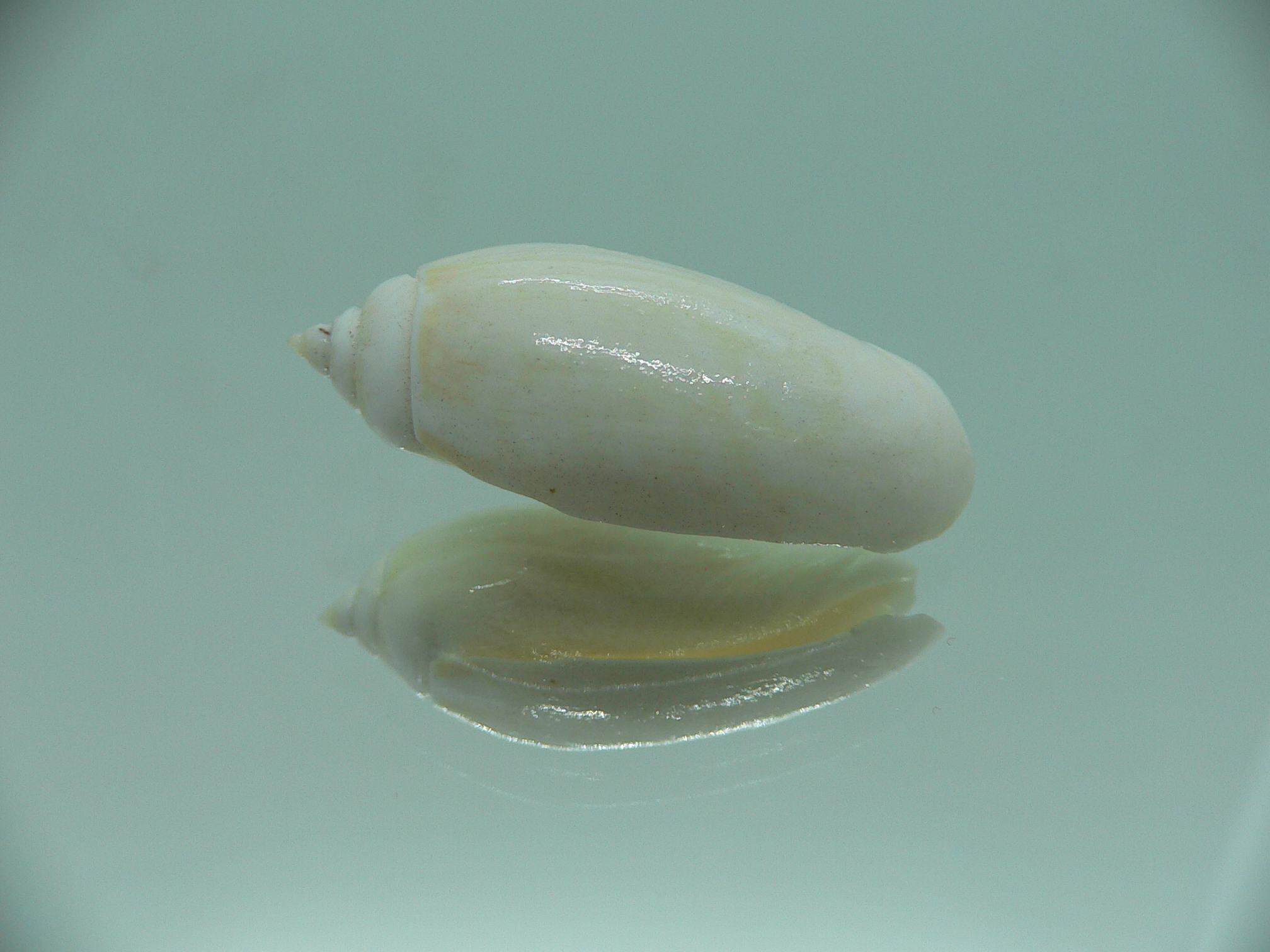 Oliva tigridella f. lacteana (z)